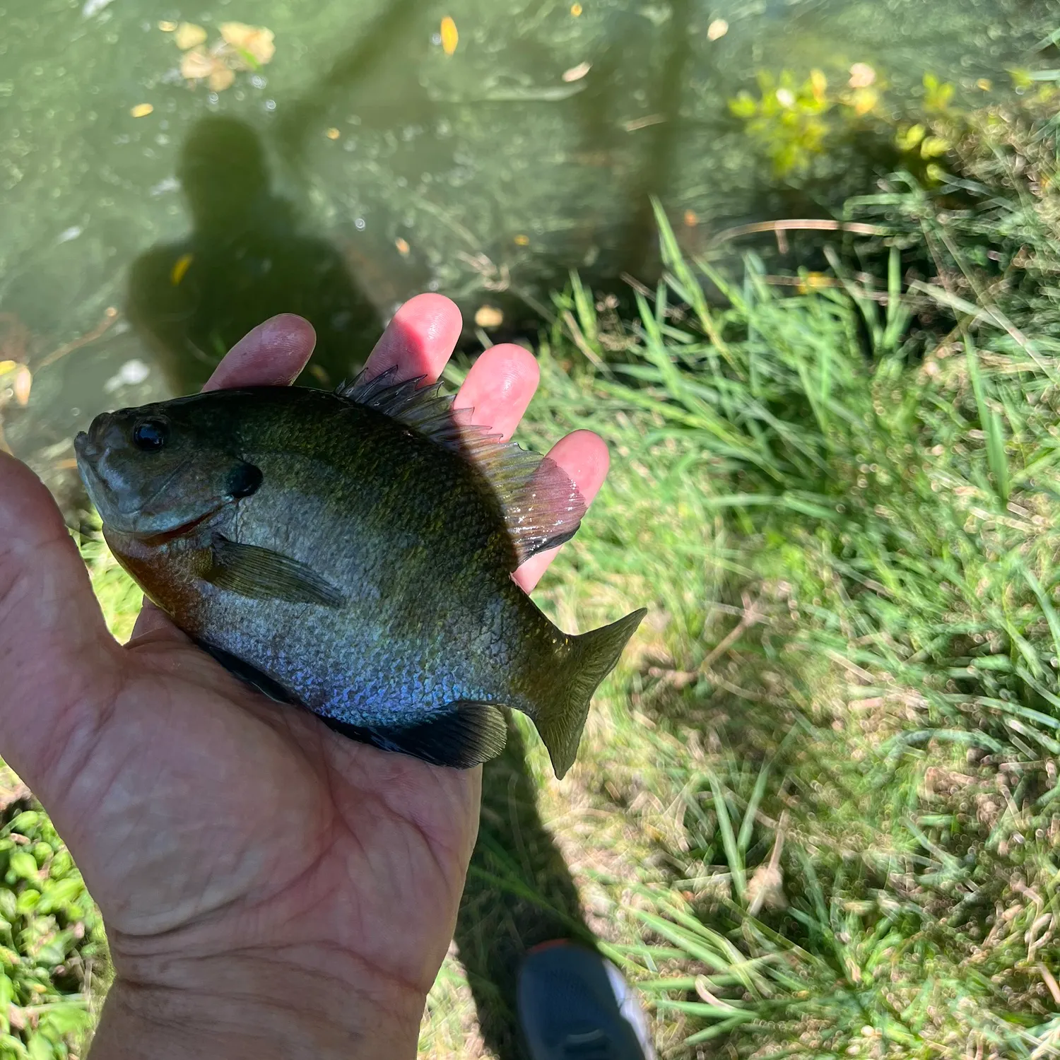 Bluegill caught on Fishbrain