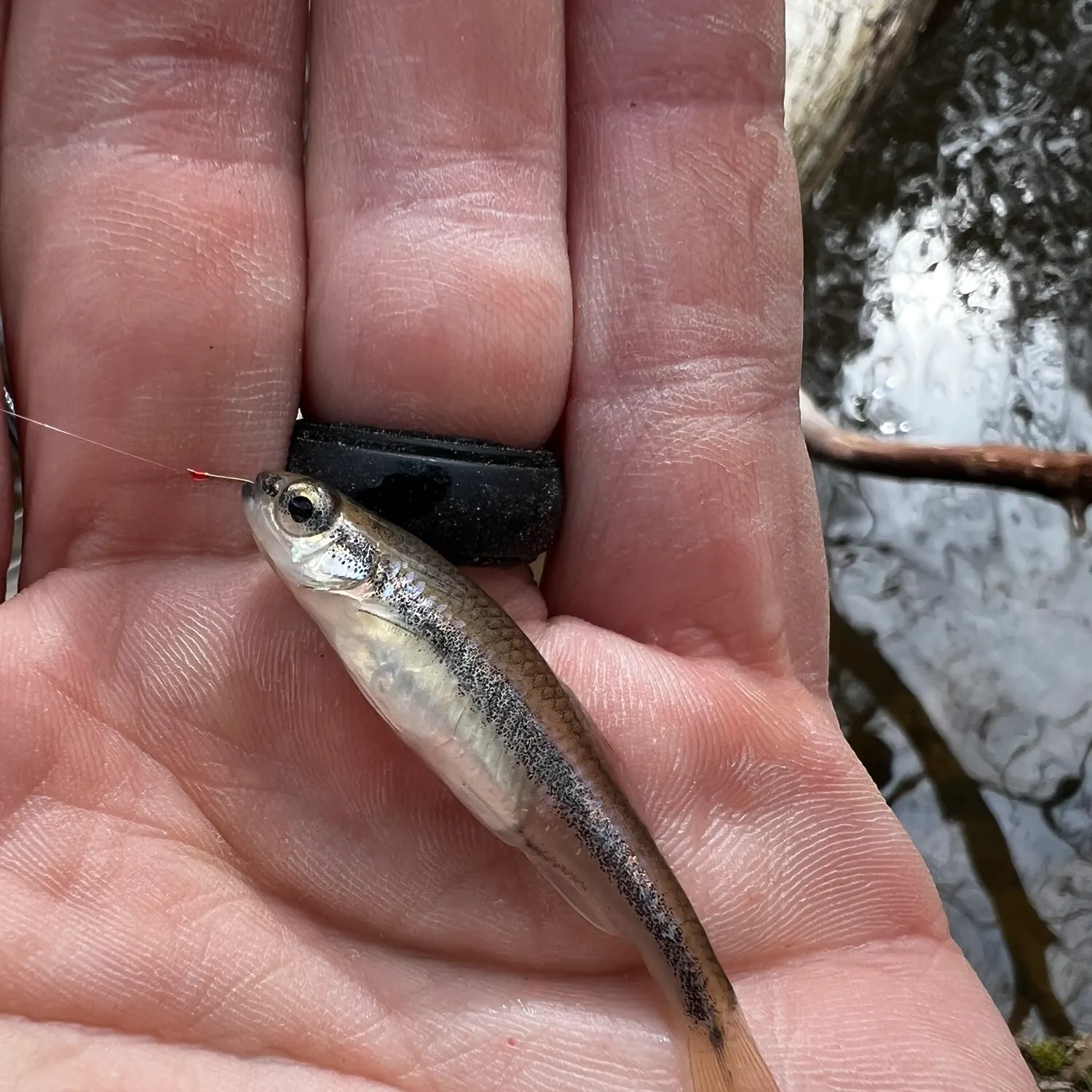 The most recent Highfin shiner catches on Fishbrain