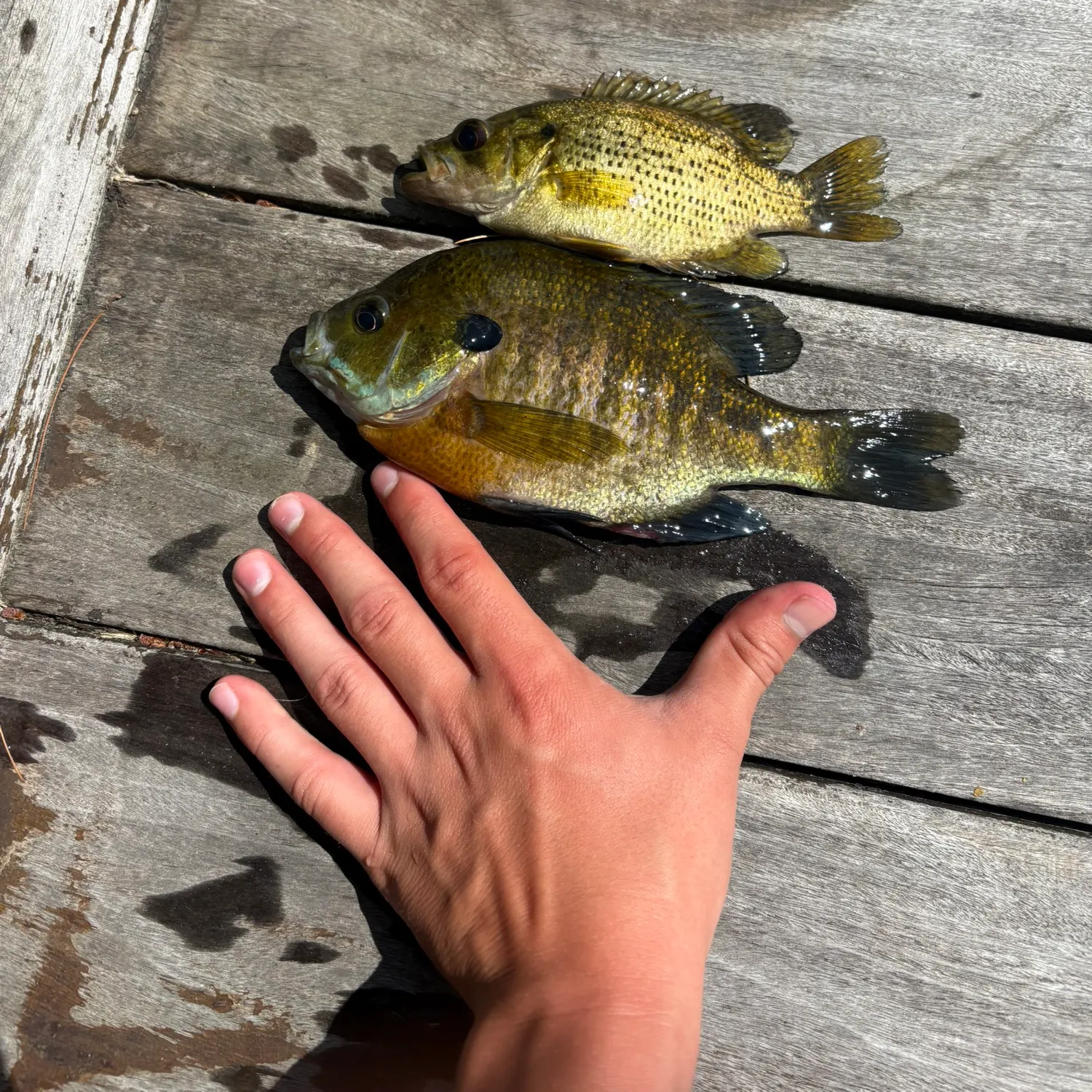 recently logged catches