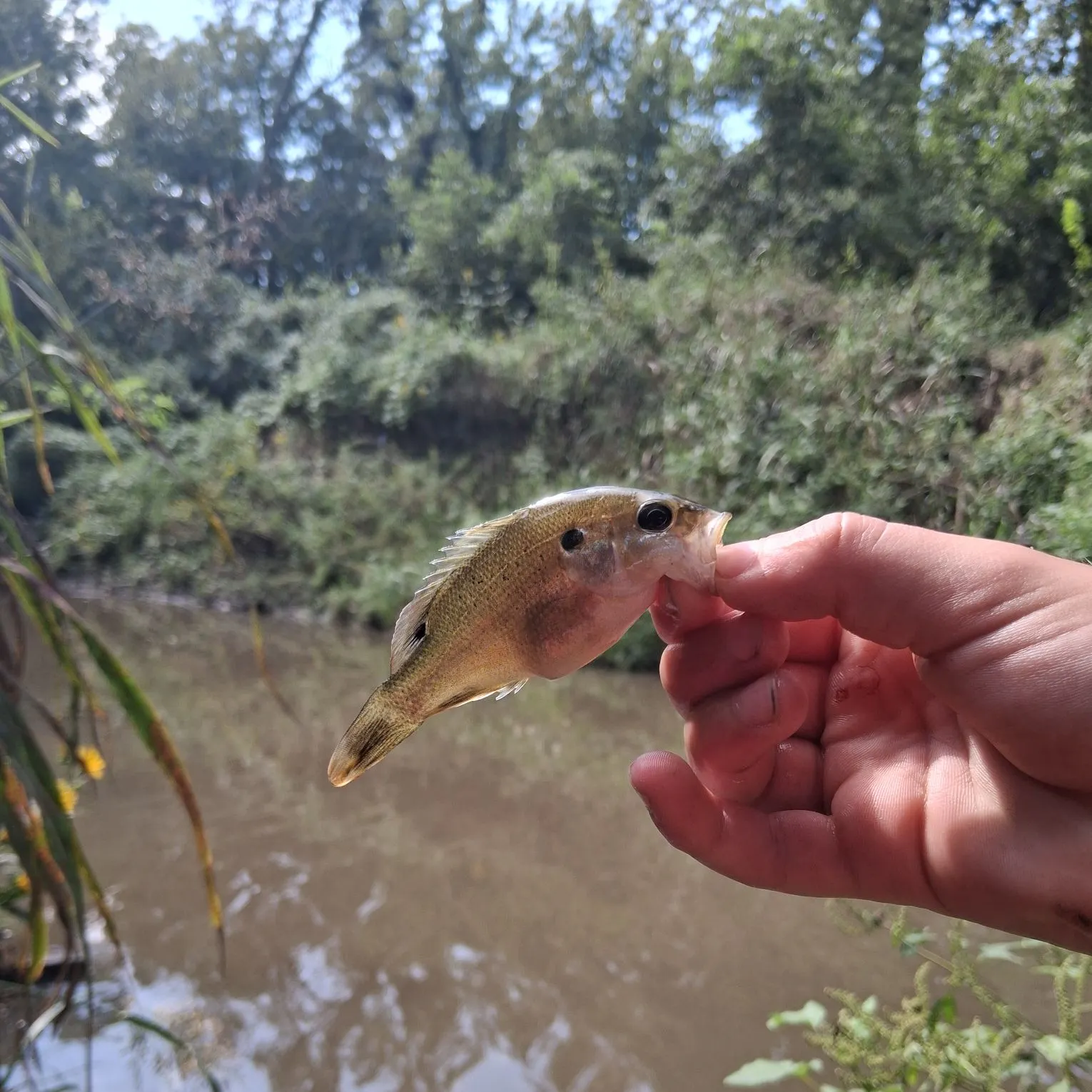 Green sunfish caught on Fishbrain