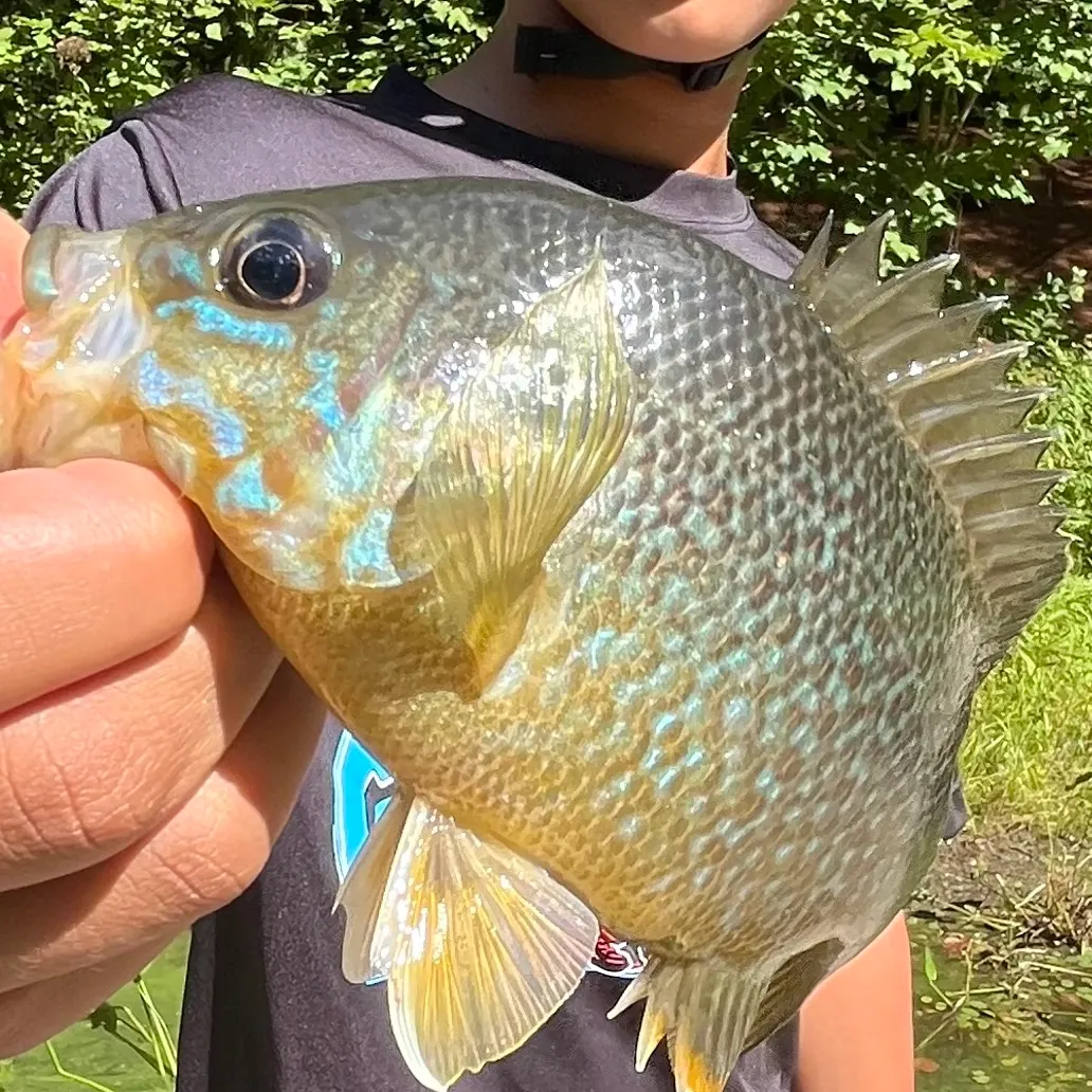 Bluegill caught on Fishbrain