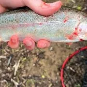 Rainbow trout caught on Fishbrain