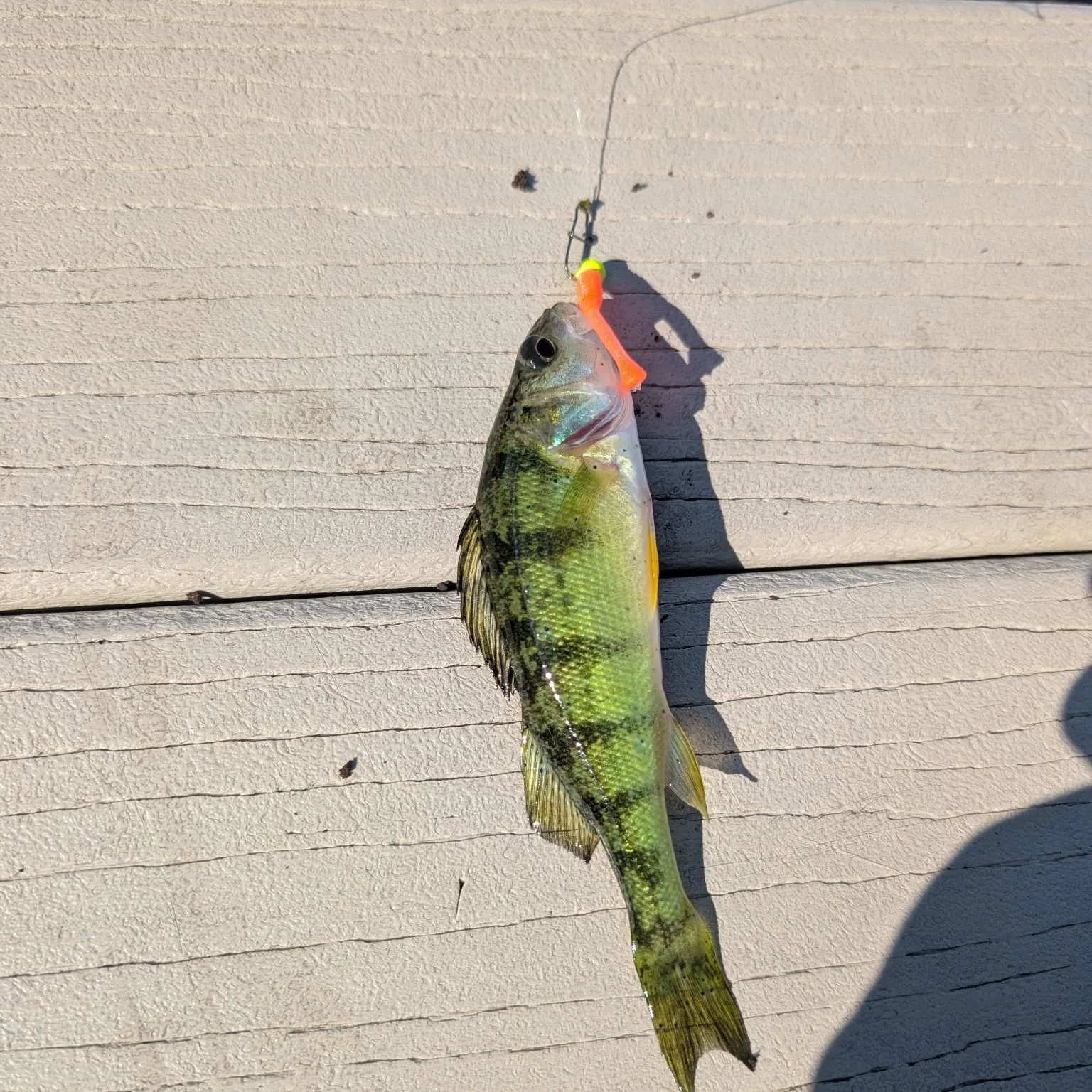 Yellow perch caught on Fishbrain