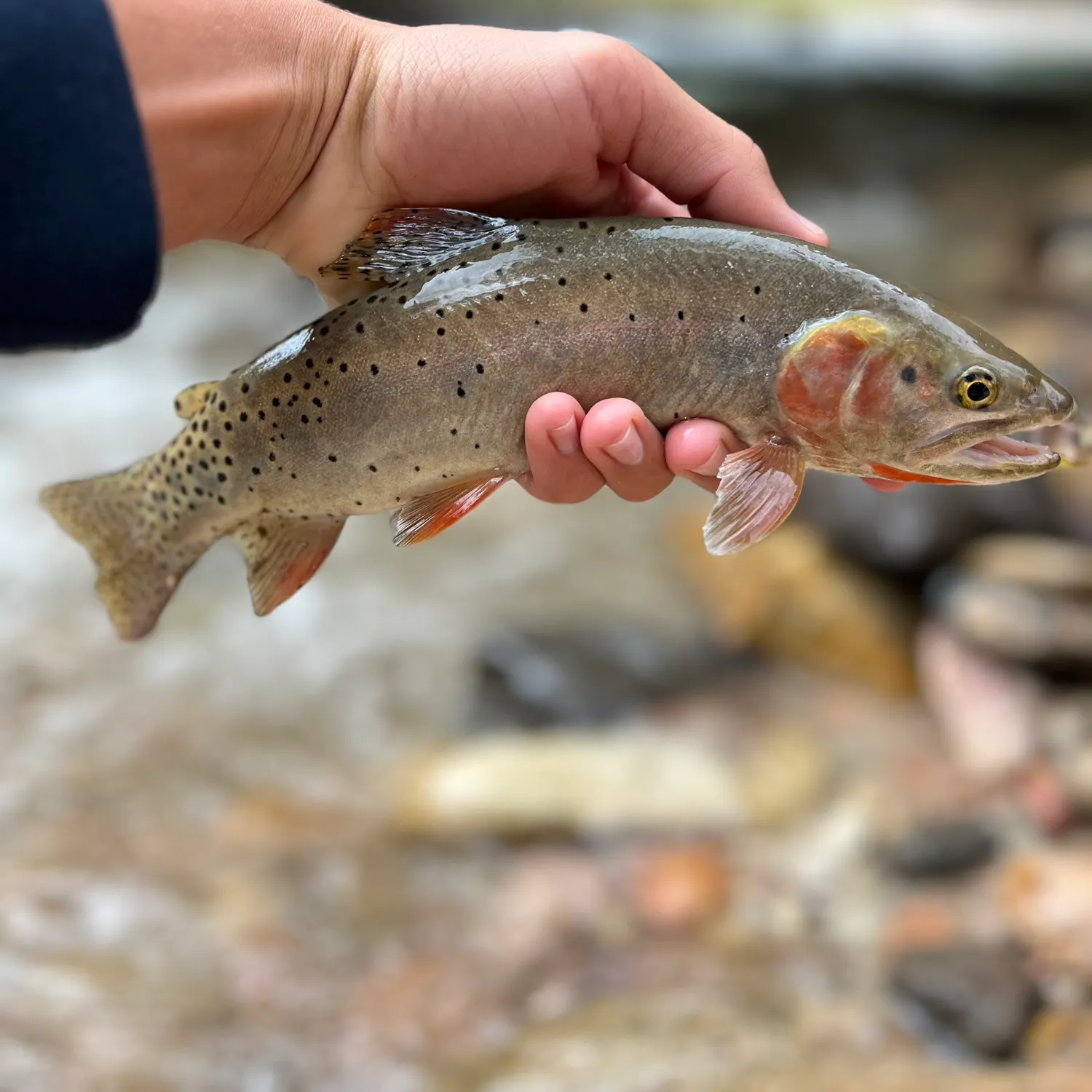 Cutthroat trout caught on Fishbrain