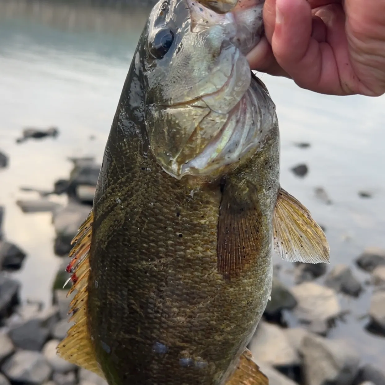 Smallmouth bass caught on Fishbrain