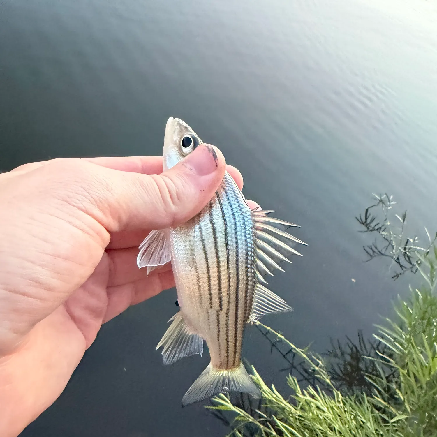 Yellow bass caught on Fishbrain