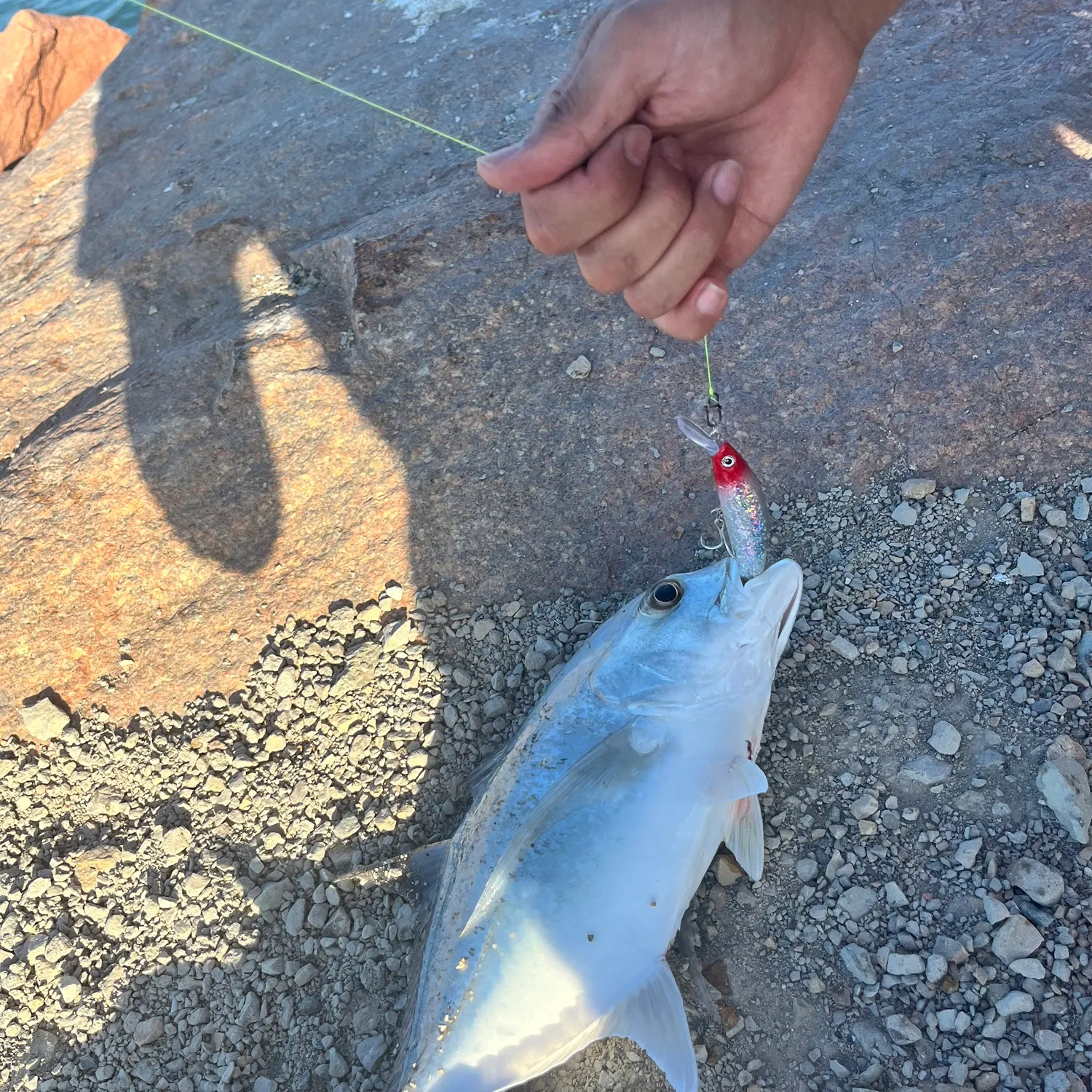 The most recent Giant trevally catches on Fishbrain