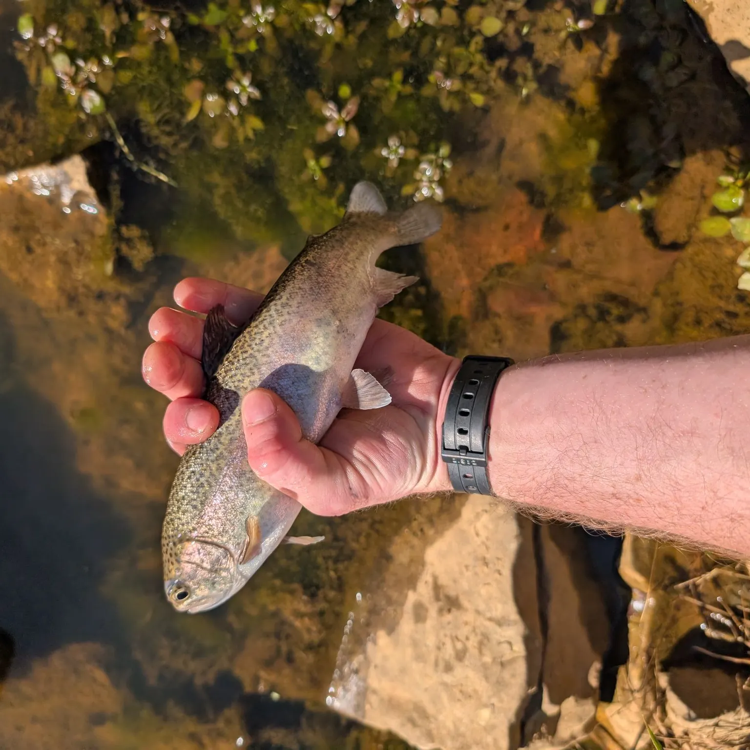Rainbow trout caught on Fishbrain