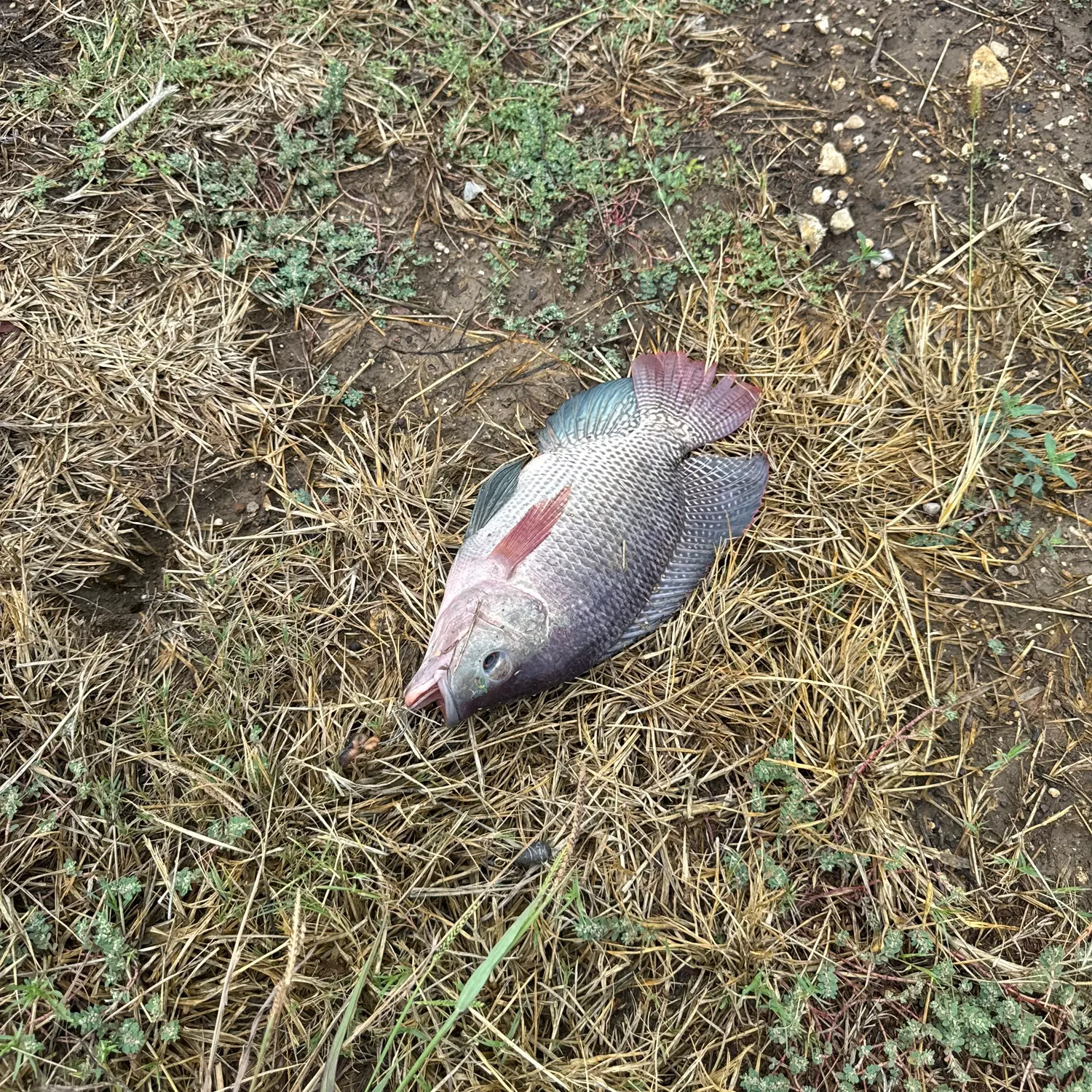 Nile tilapia caught on Fishbrain
