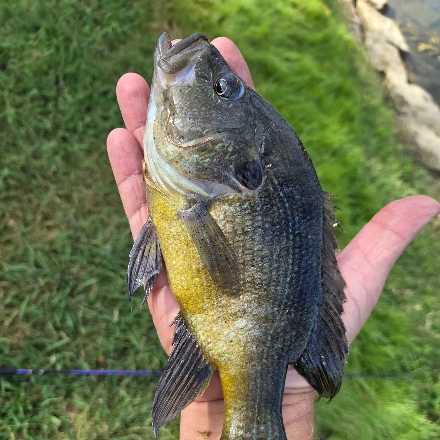 Bluegill caught on Fishbrain