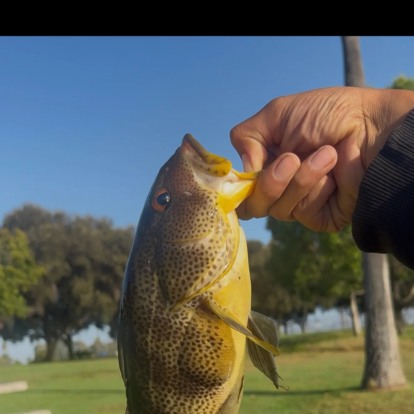Spotted sand bass caught on Fishbrain
