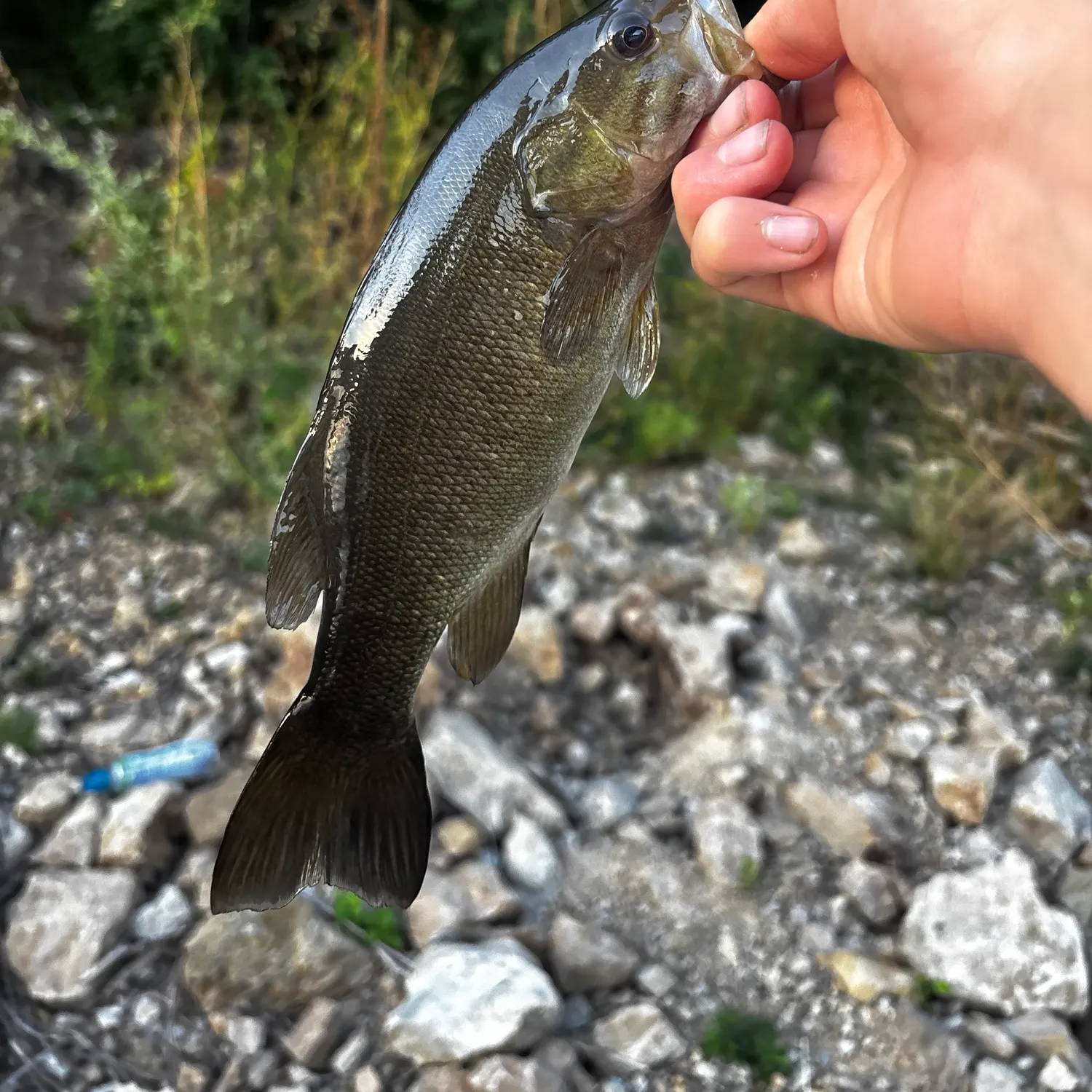 Smallmouth bass caught on Fishbrain