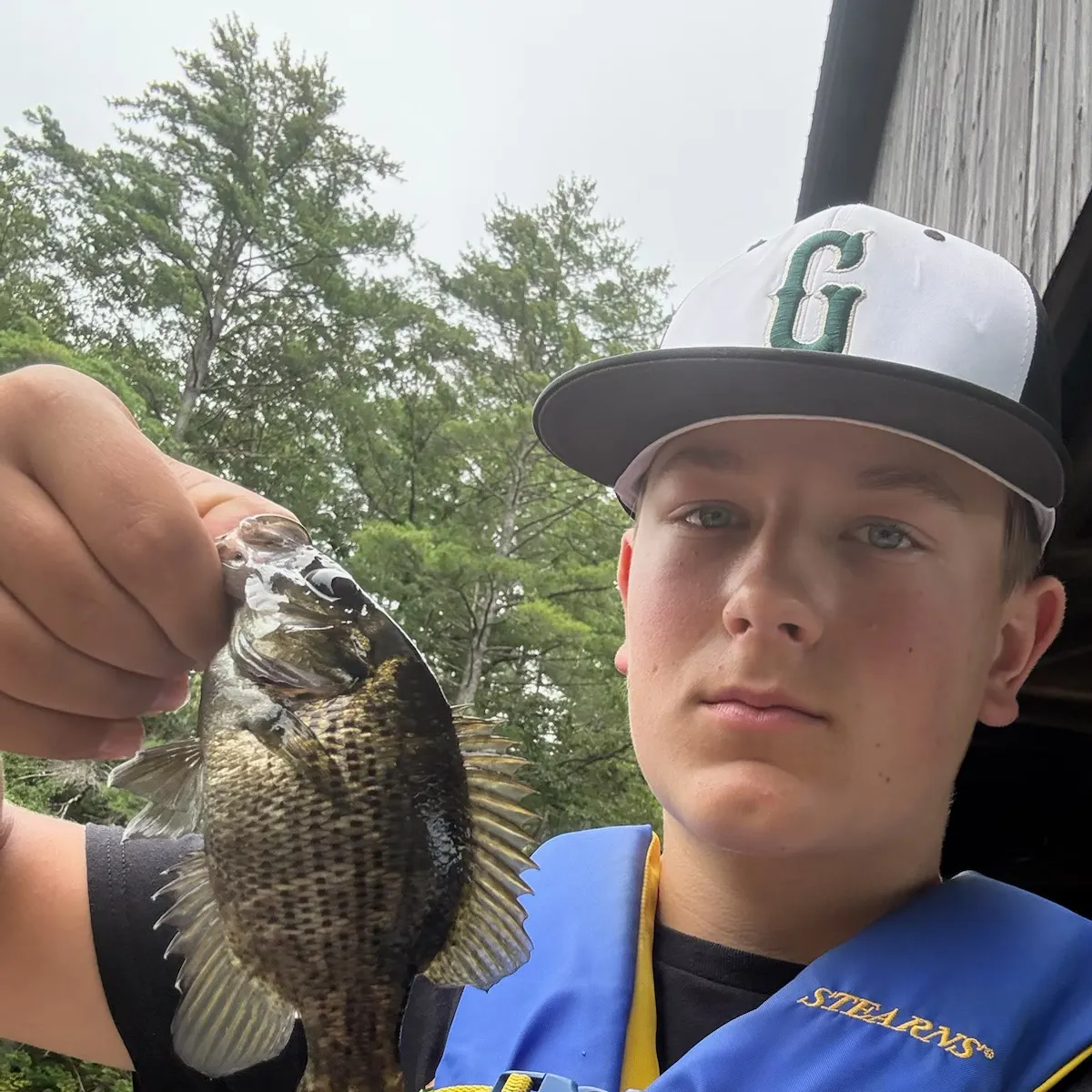 Rock bass caught on Fishbrain