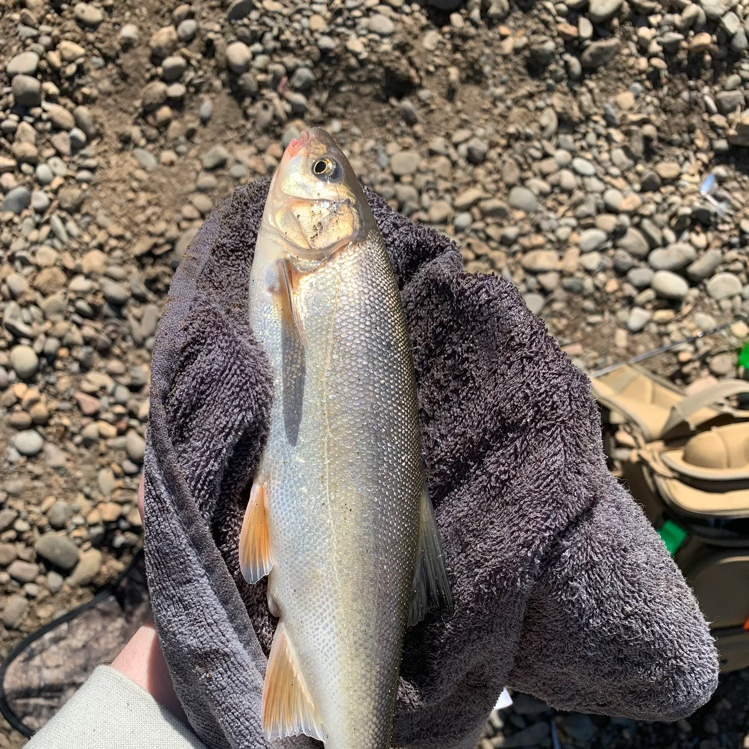 most liked catch image