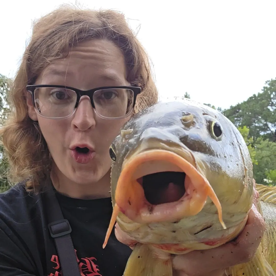 Common carp caught on Fishbrain