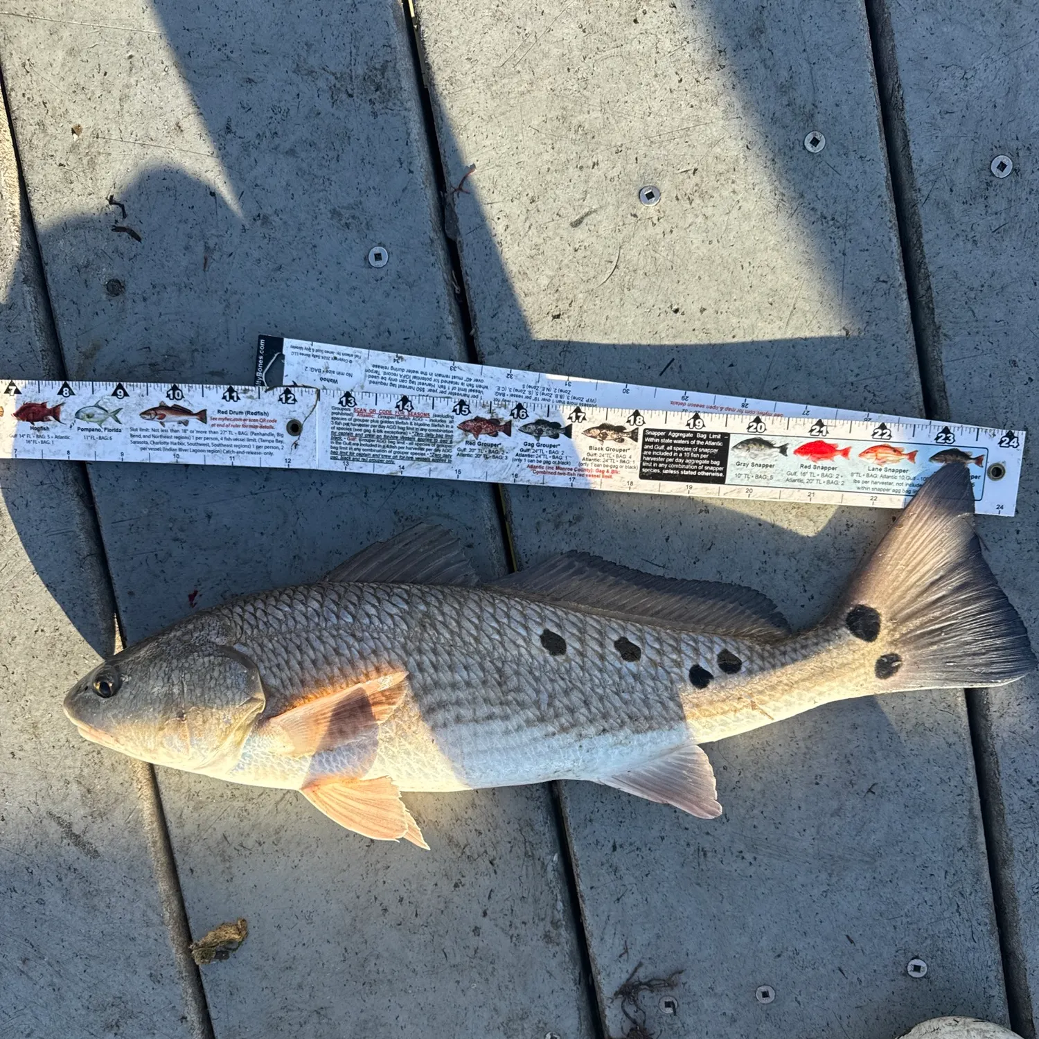 recently logged catches