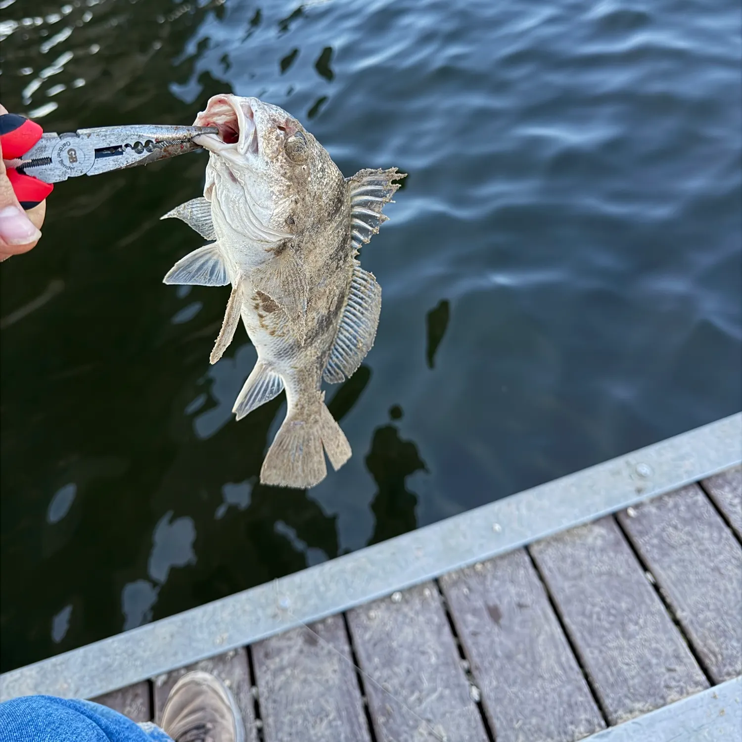Black drum caught on Fishbrain