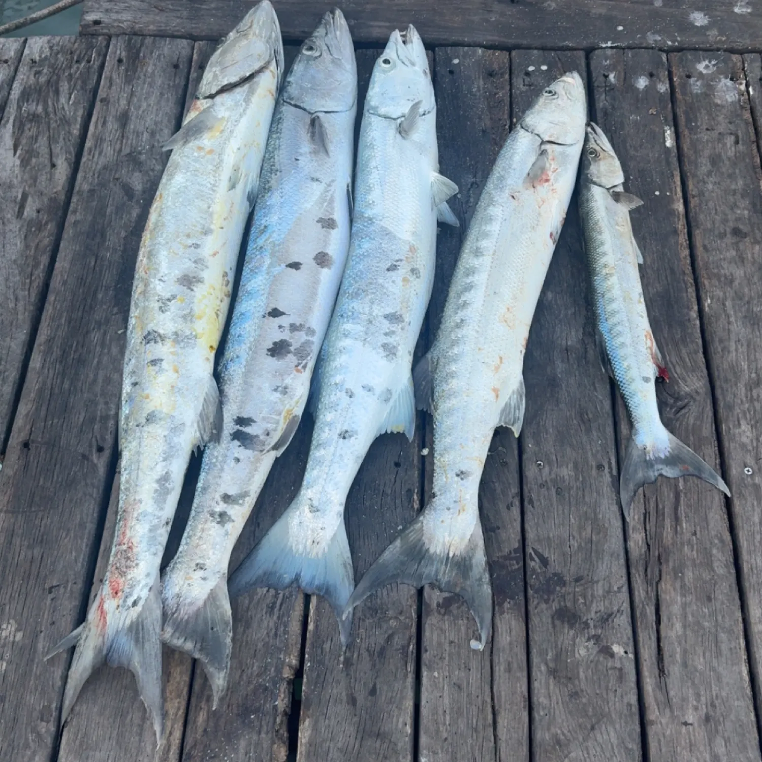 recently logged catches