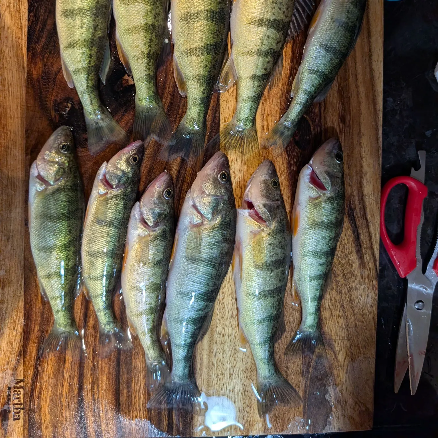 Yellow perch caught on Fishbrain