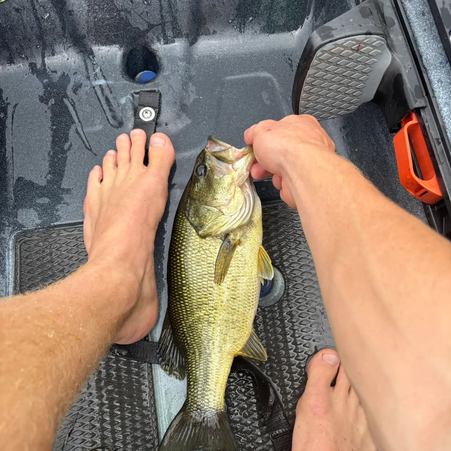 Largemouth bass caught on Fishbrain