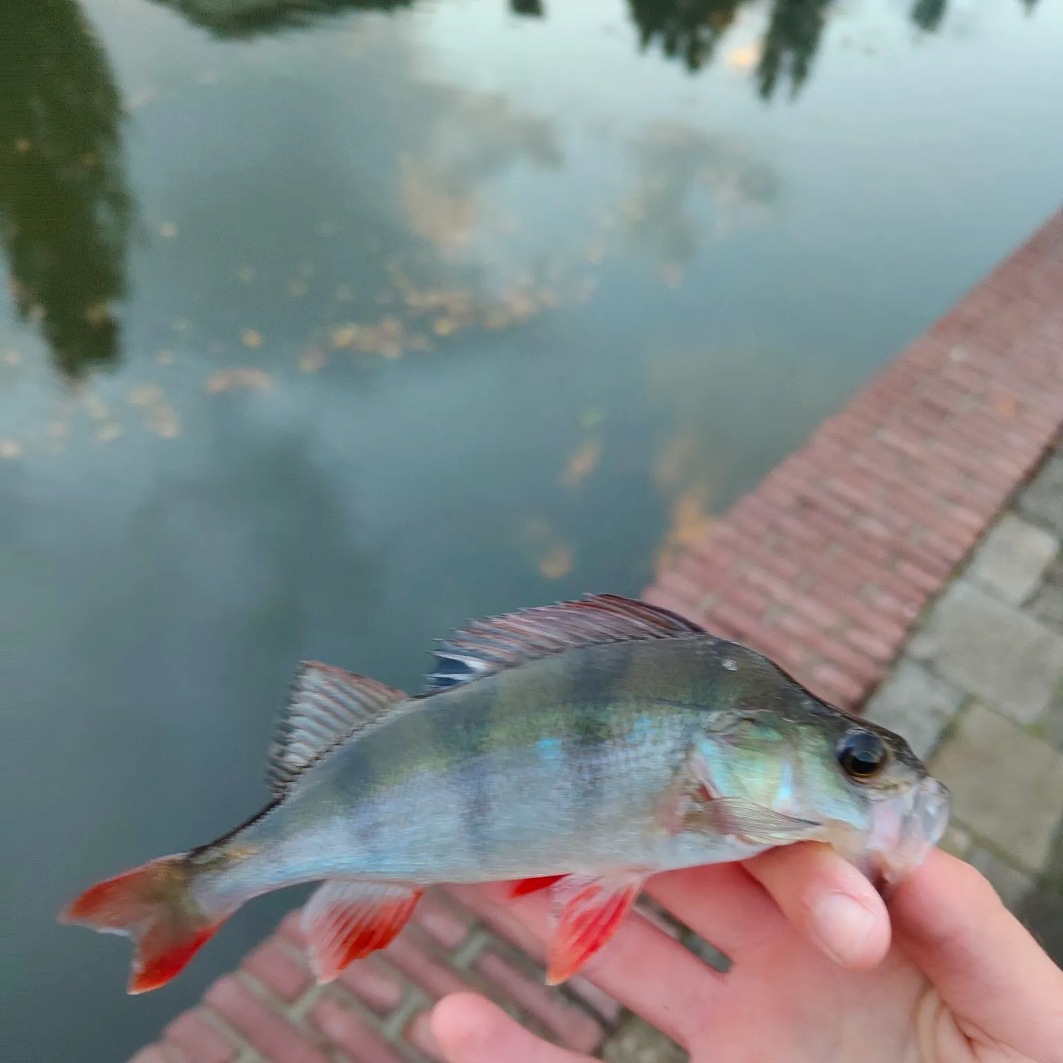 European perch caught on Fishbrain