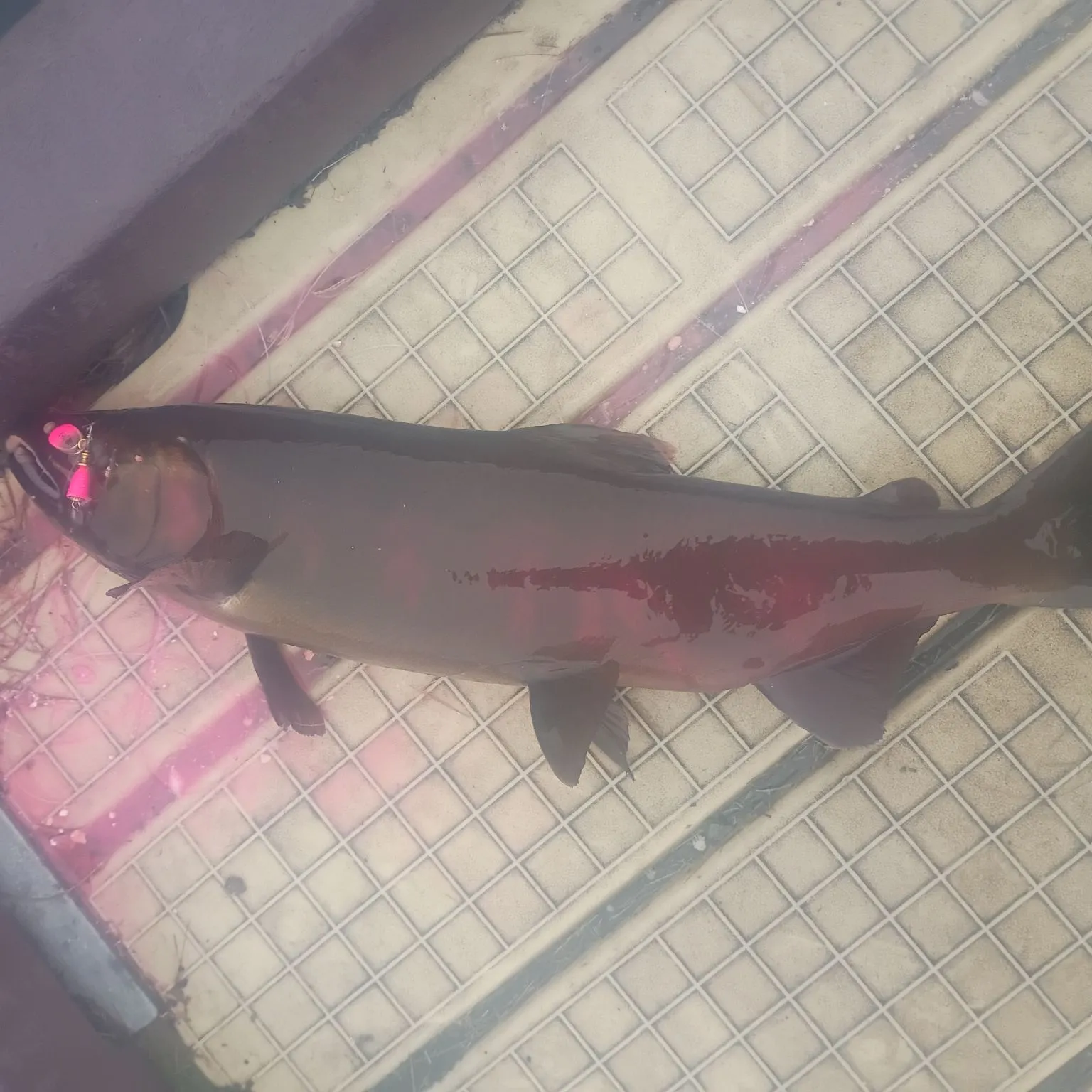 Kokanee salmon caught on Fishbrain