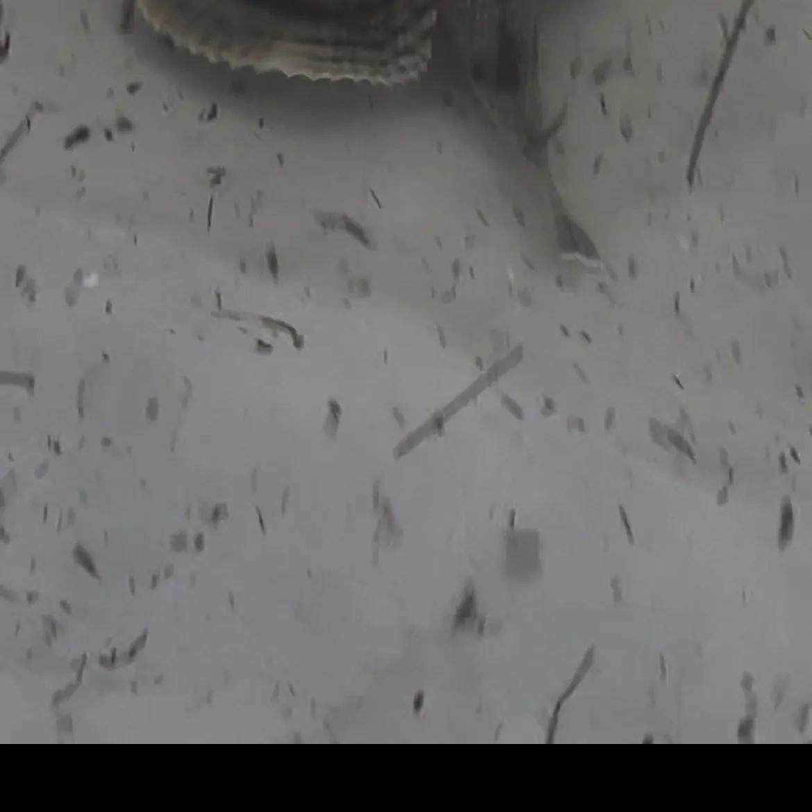 The most recent Northern searobin catches on Fishbrain