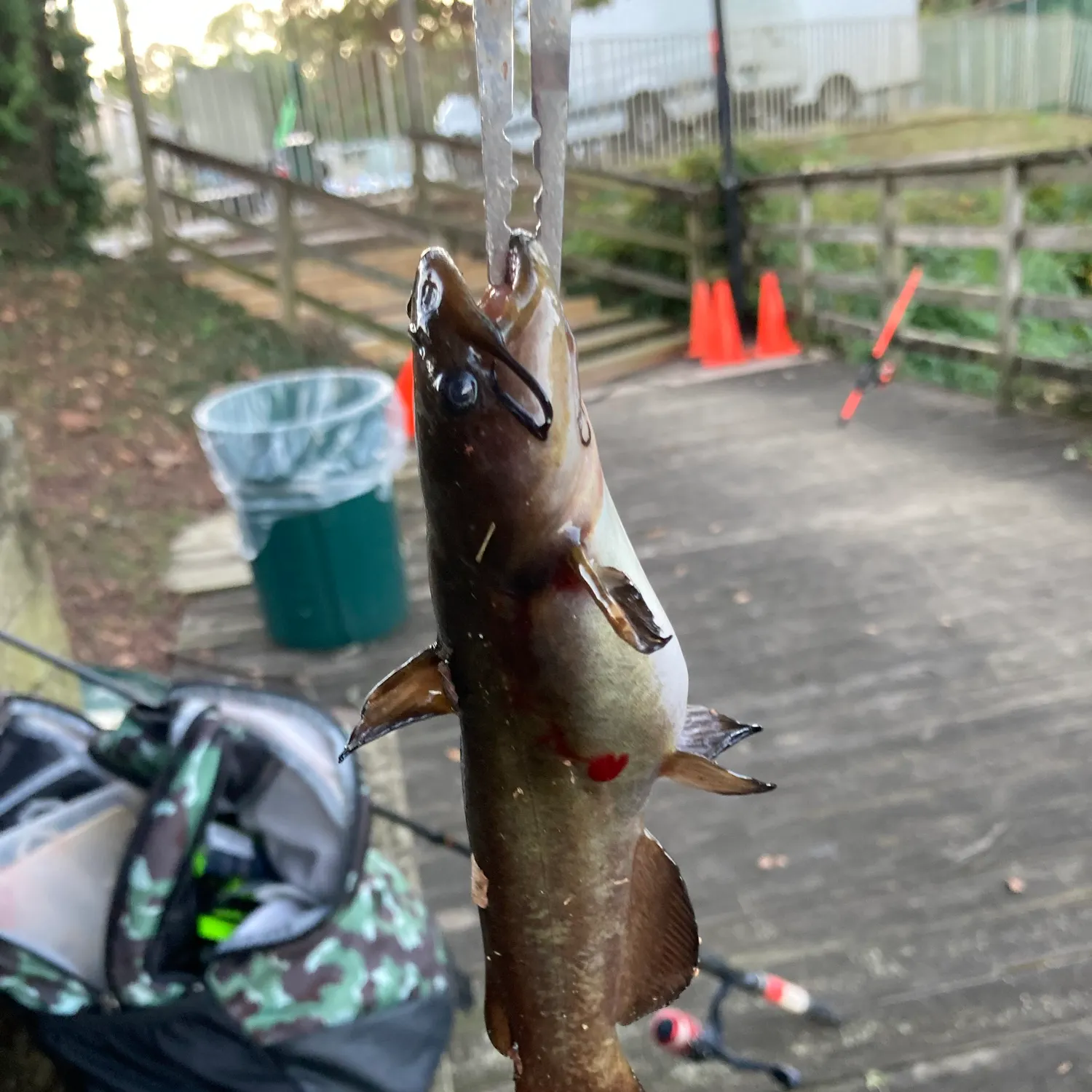 Black bullhead caught on Fishbrain