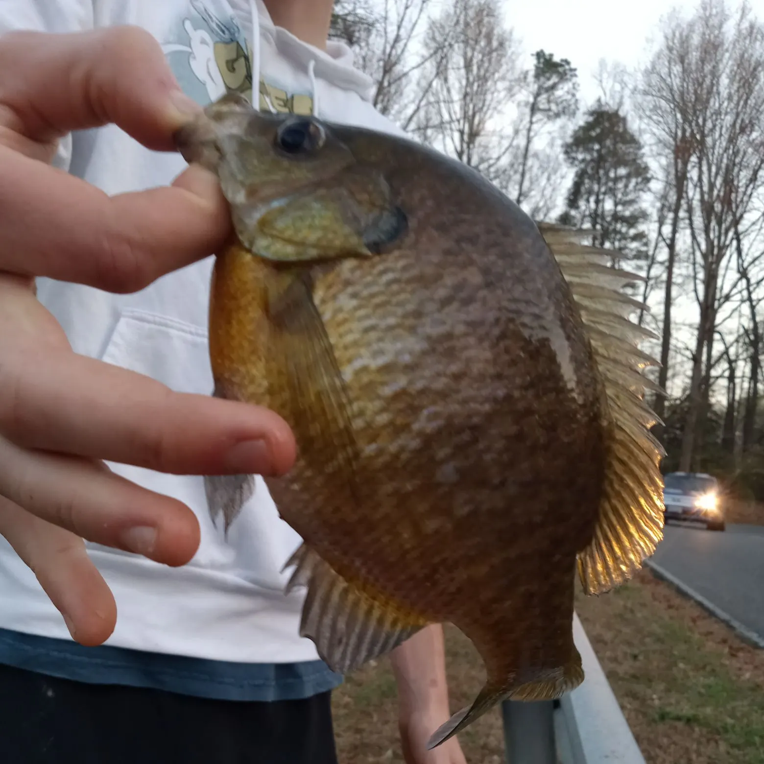 The most recent Bluegill x longear sunfish catches on Fishbrain