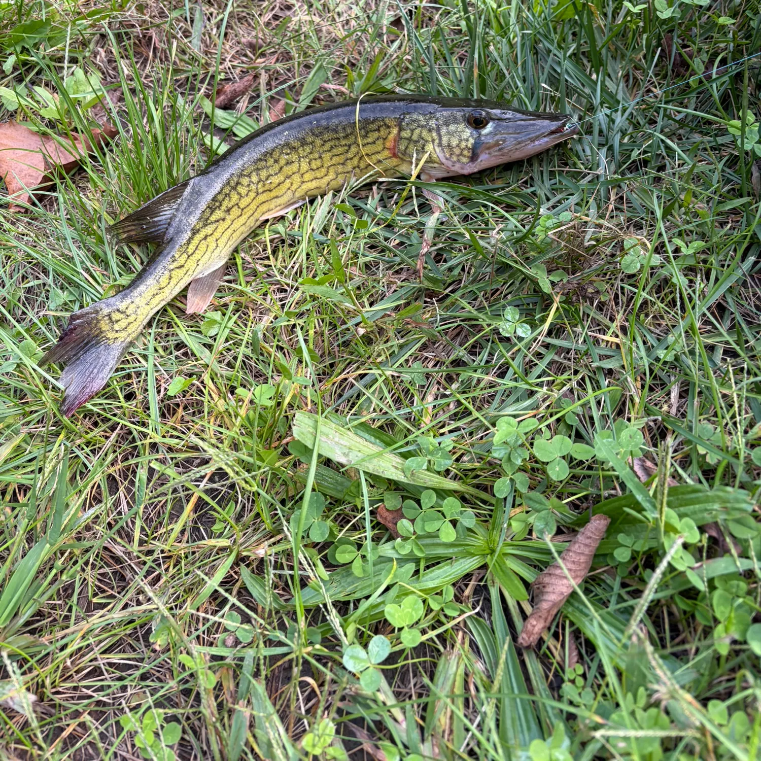 Fish caught on Fishbrain