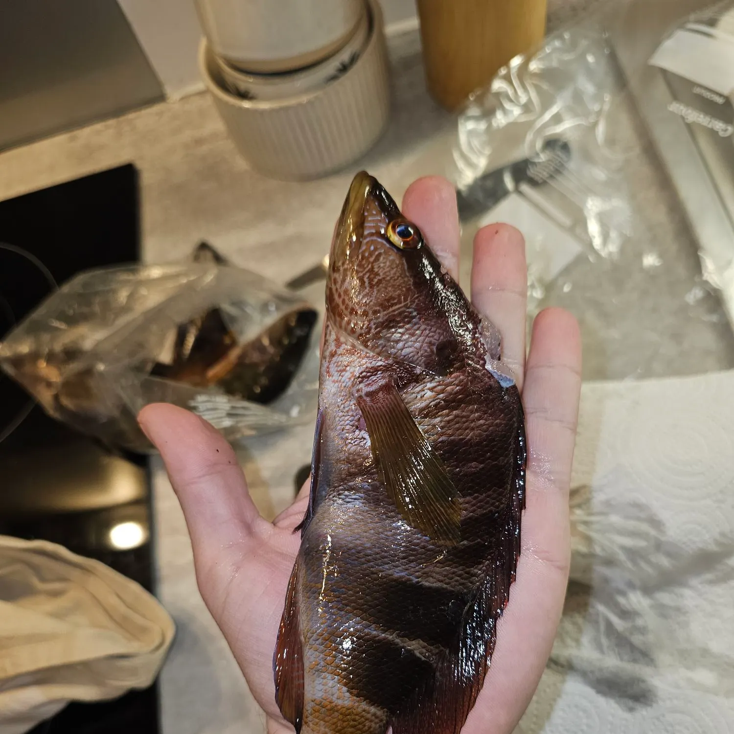 The most recent Painted comber catches on Fishbrain