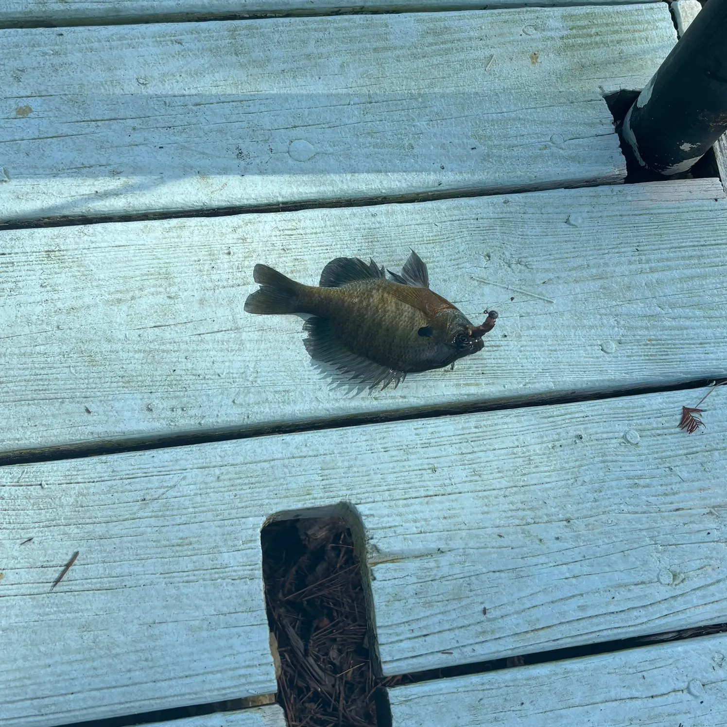 Bluegill caught on Fishbrain