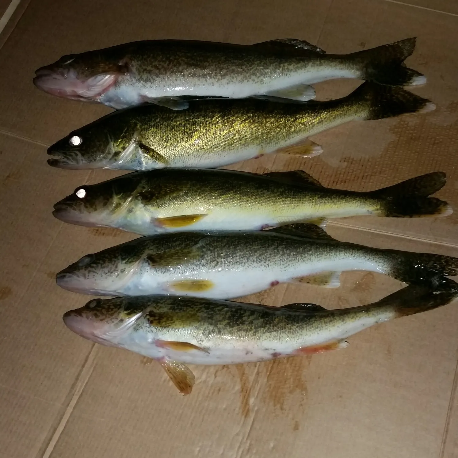 recently logged catches