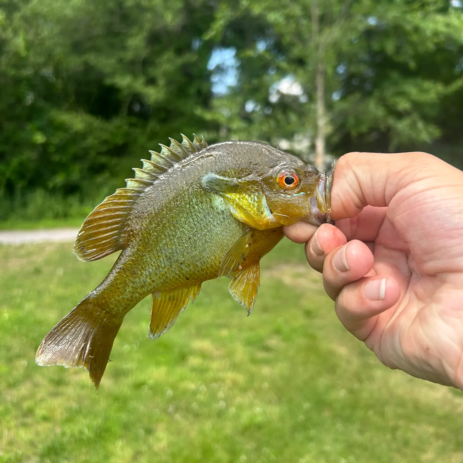 The most recent Redbreast sunfish catches on Fishbrain