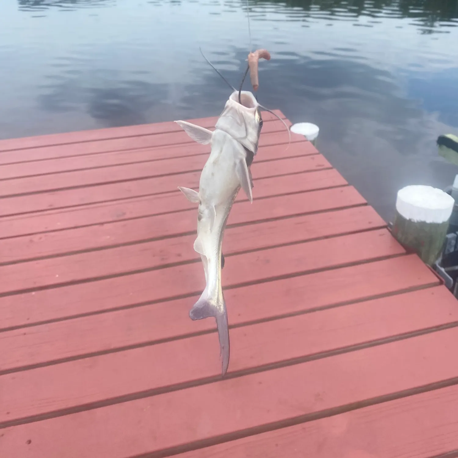 Coco sea catfish caught on Fishbrain