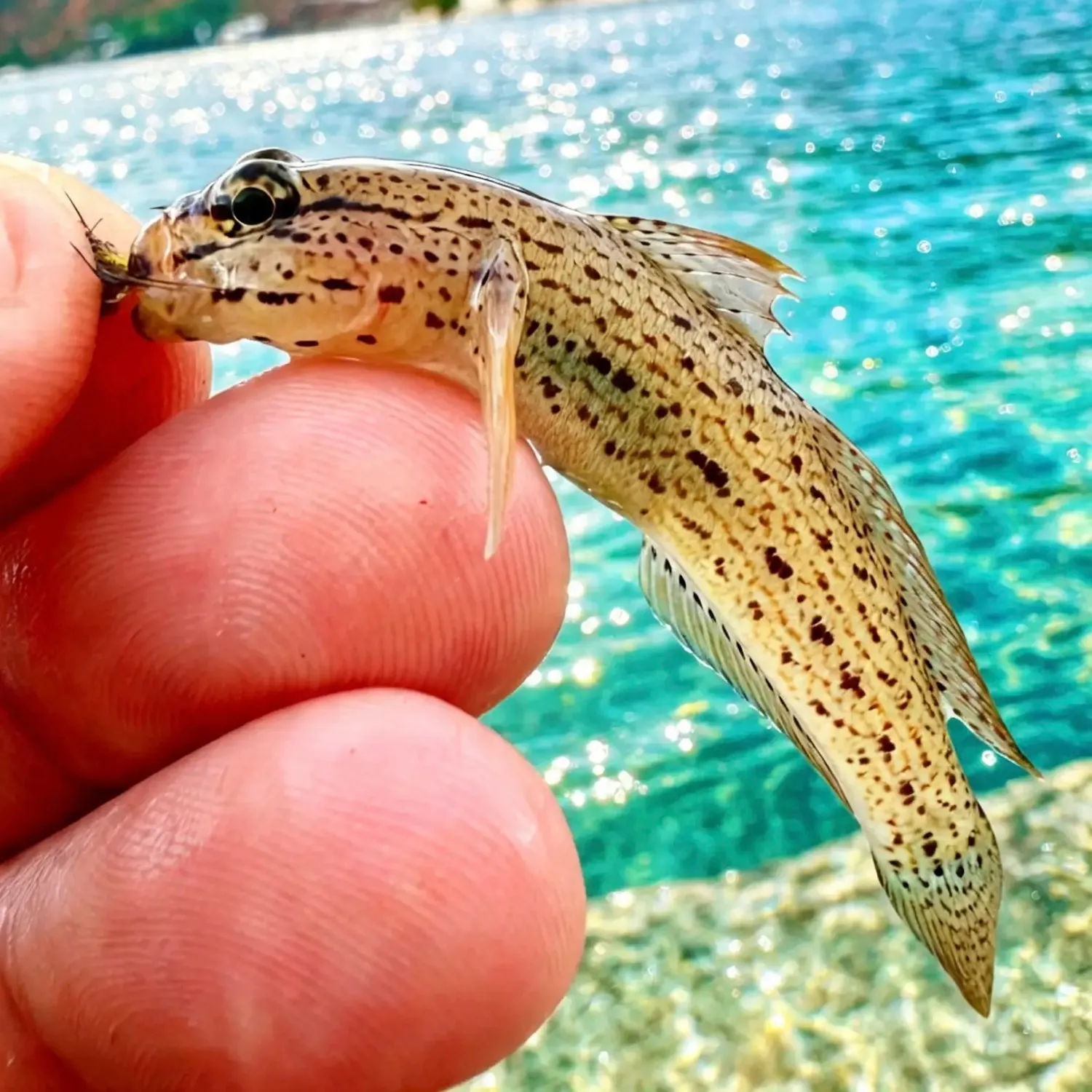 Bucchich's goby caught on Fishbrain