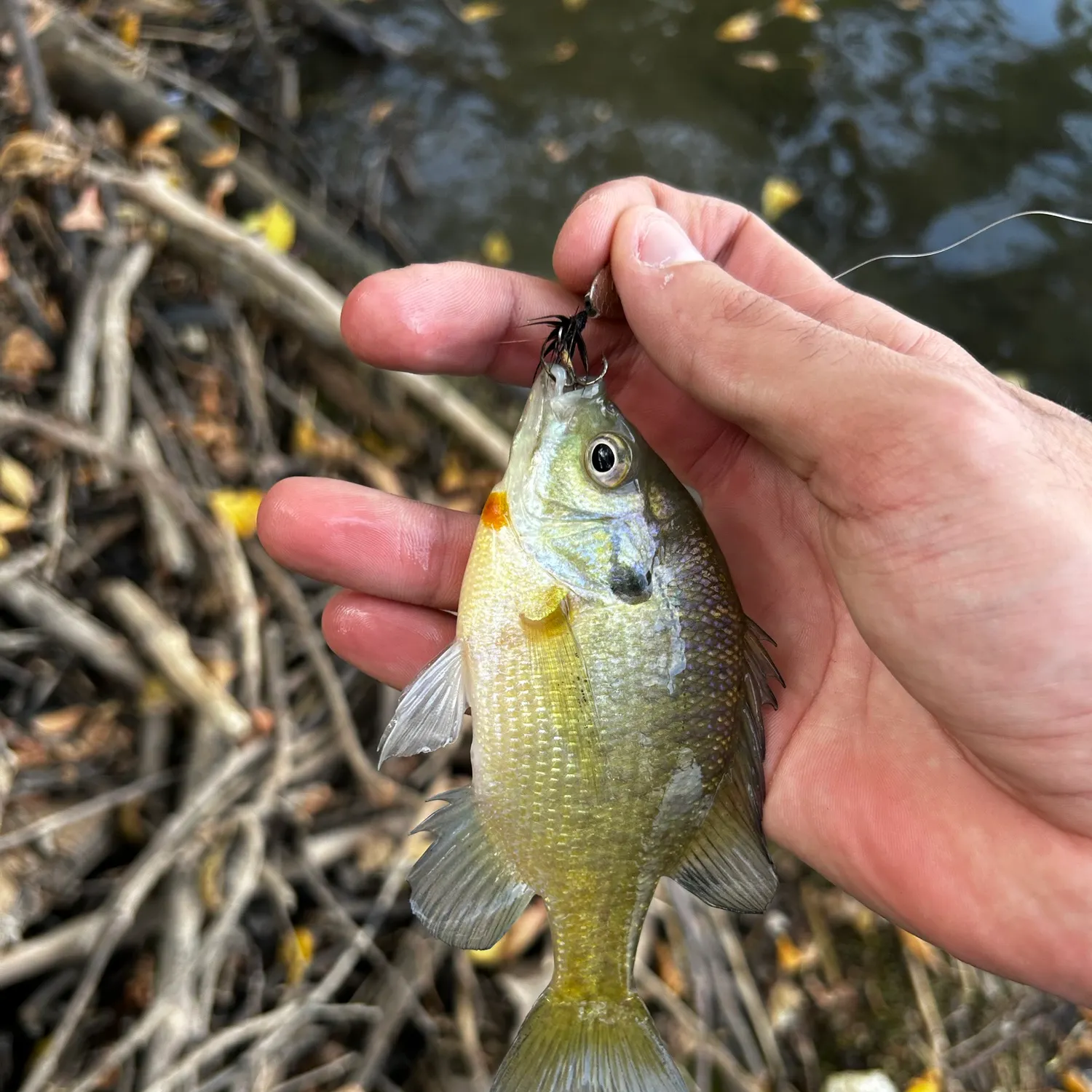 Bluegill caught on Fishbrain