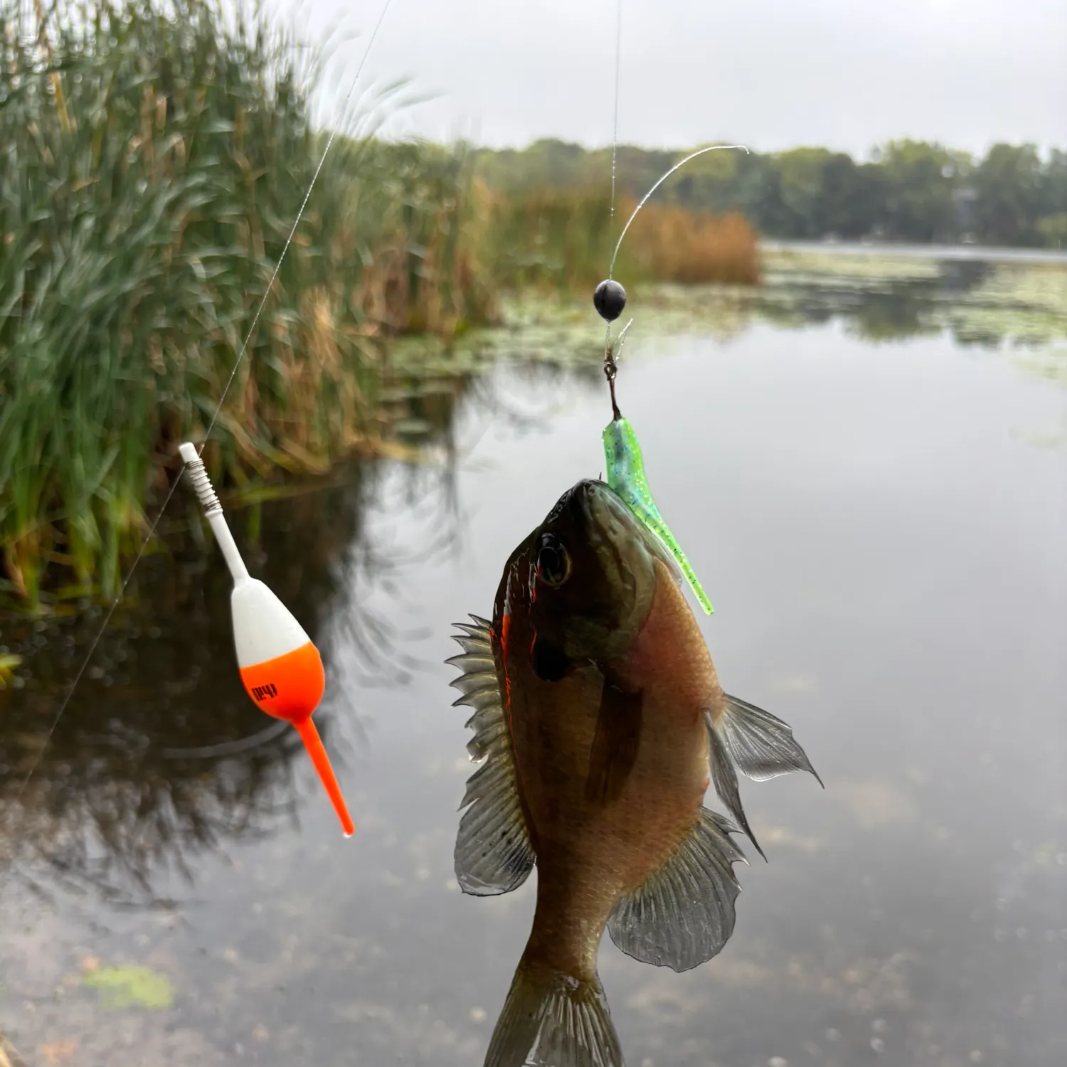Bluegill caught on Fishbrain