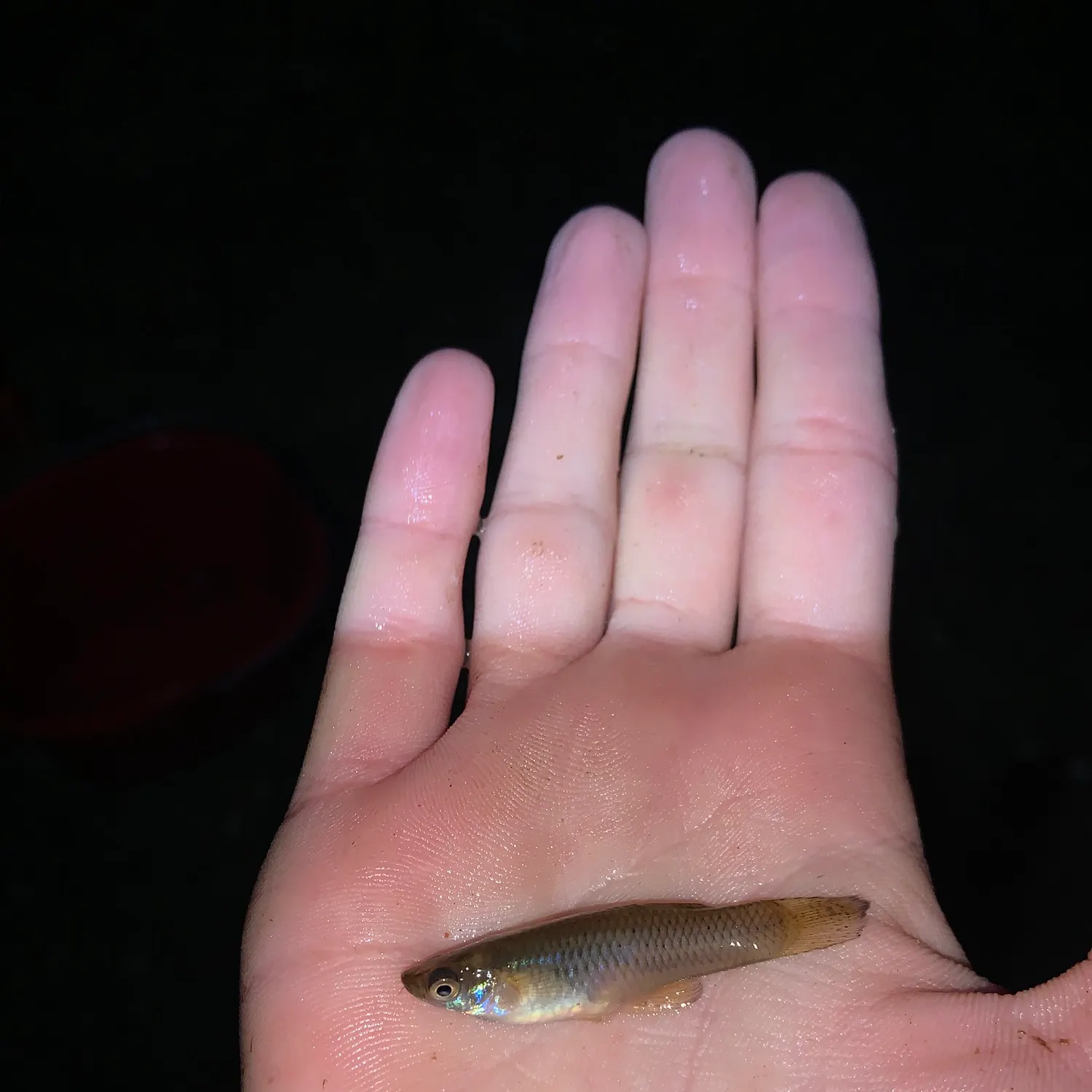 The most recent Eastern mosquitofish catches on Fishbrain