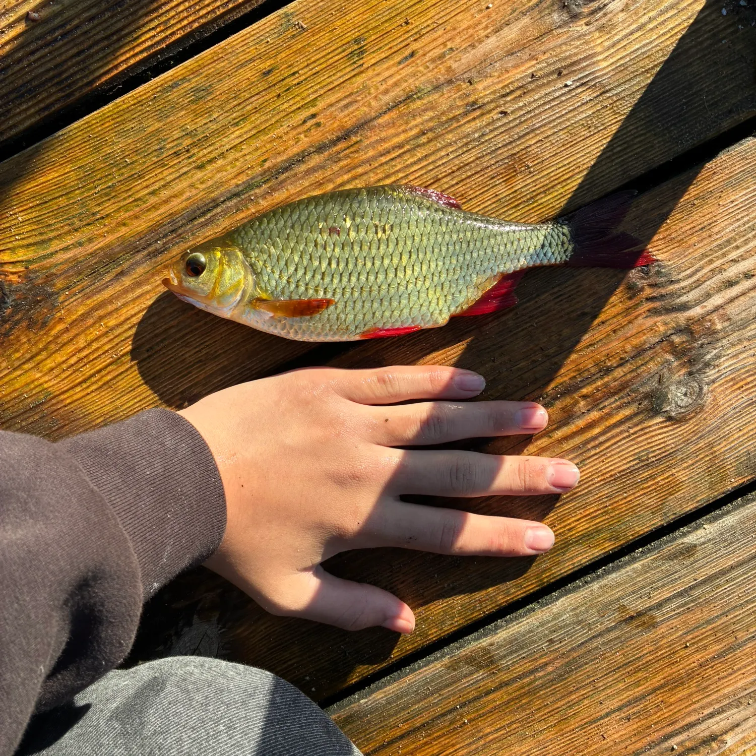 Common rudd caught on Fishbrain