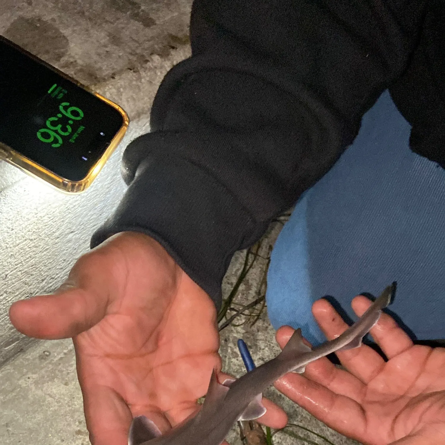 The most recent Silvertip shark catches on Fishbrain