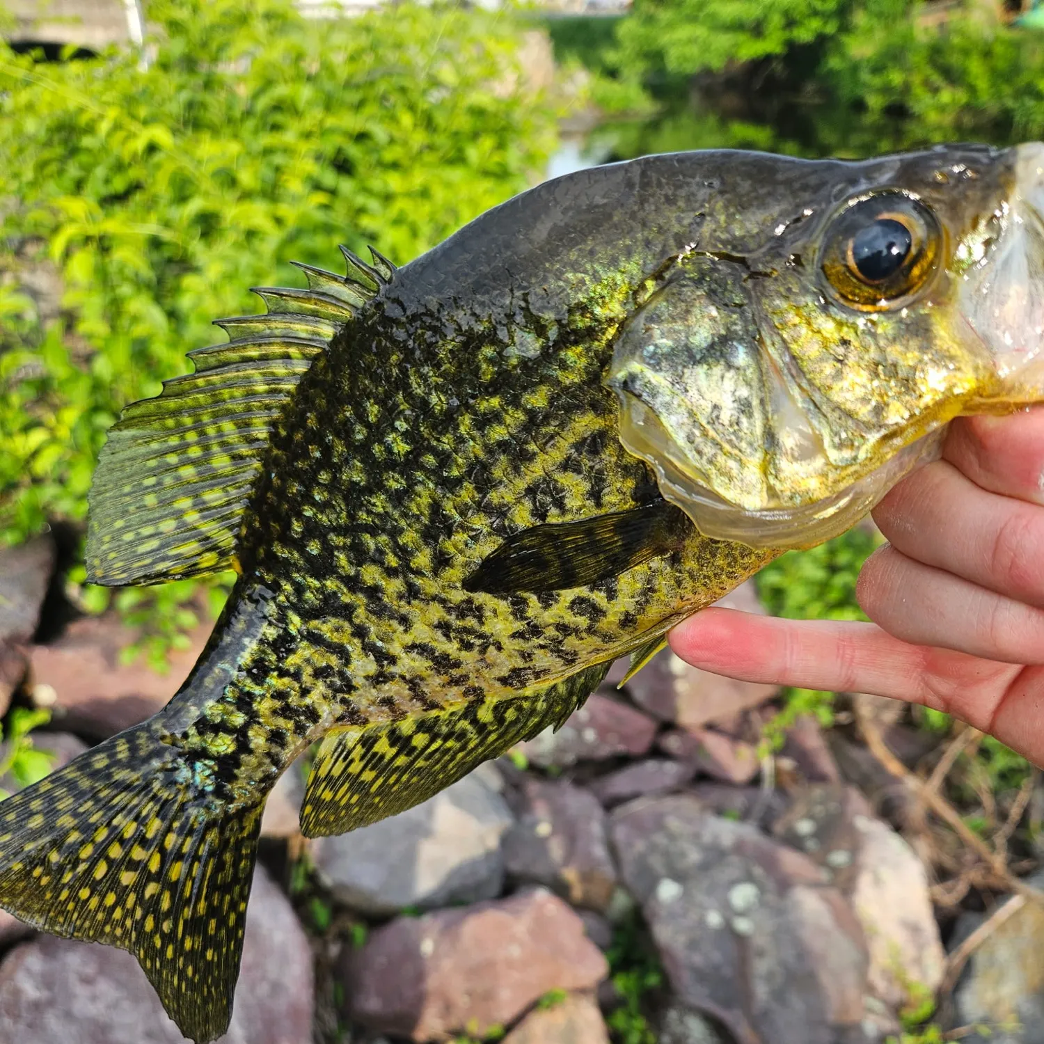 Black crappie caught on Fishbrain