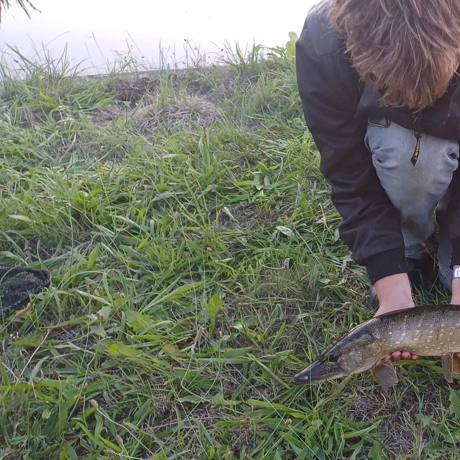 Northern pike caught on Fishbrain