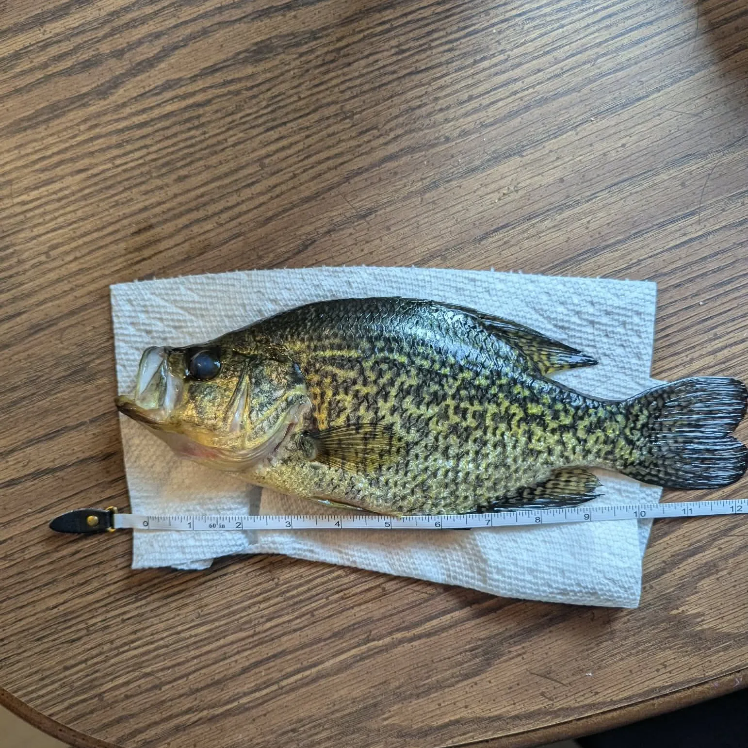 recently logged catches
