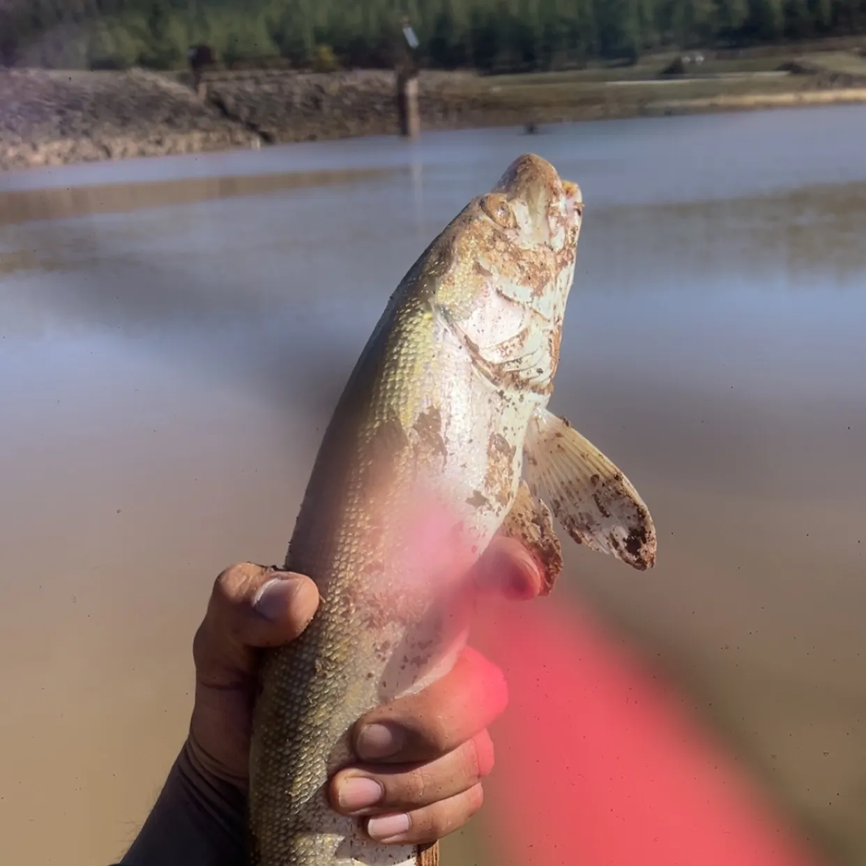 The most recent Colorado pikeminnow catches on Fishbrain