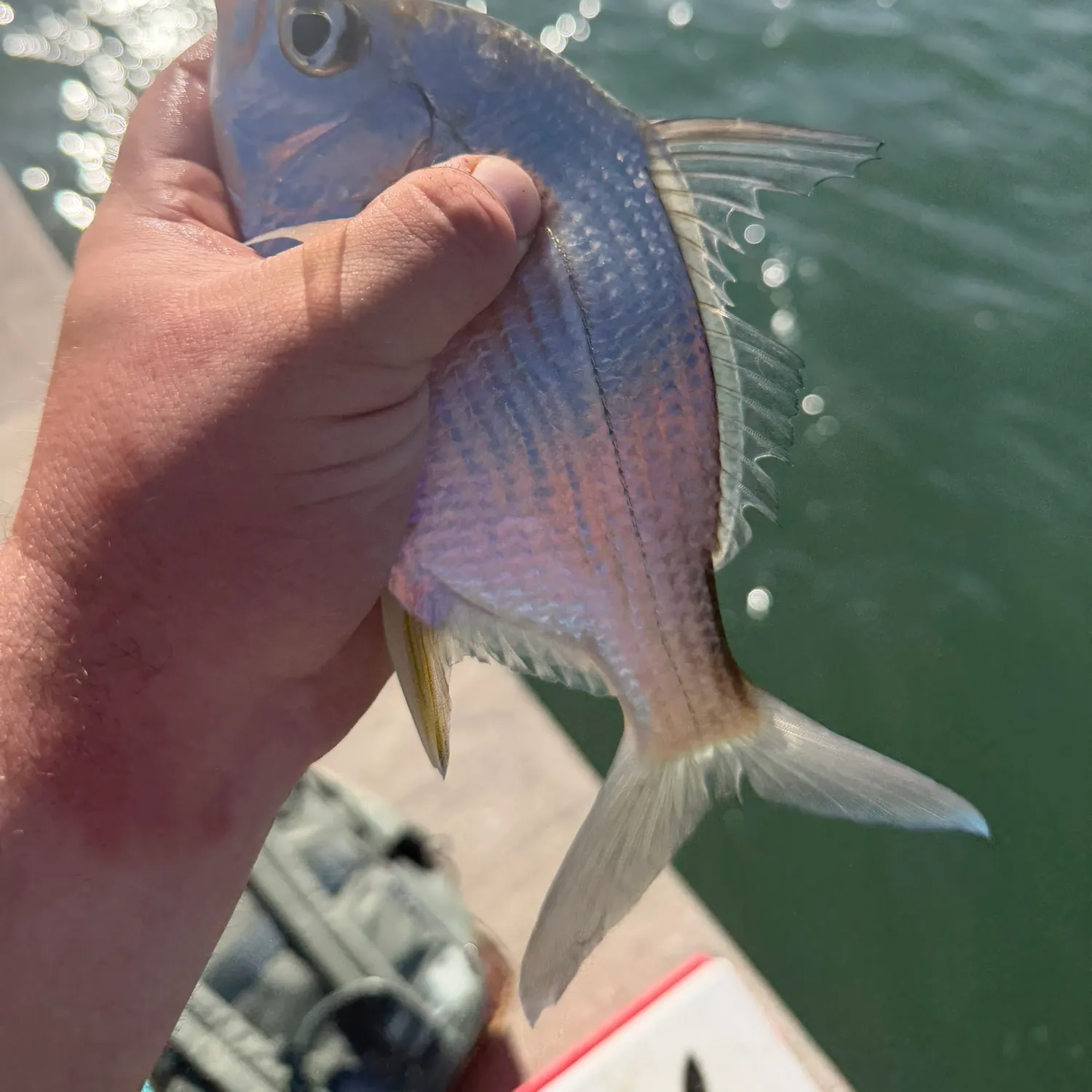 The most recent Irish mojarra catches on Fishbrain