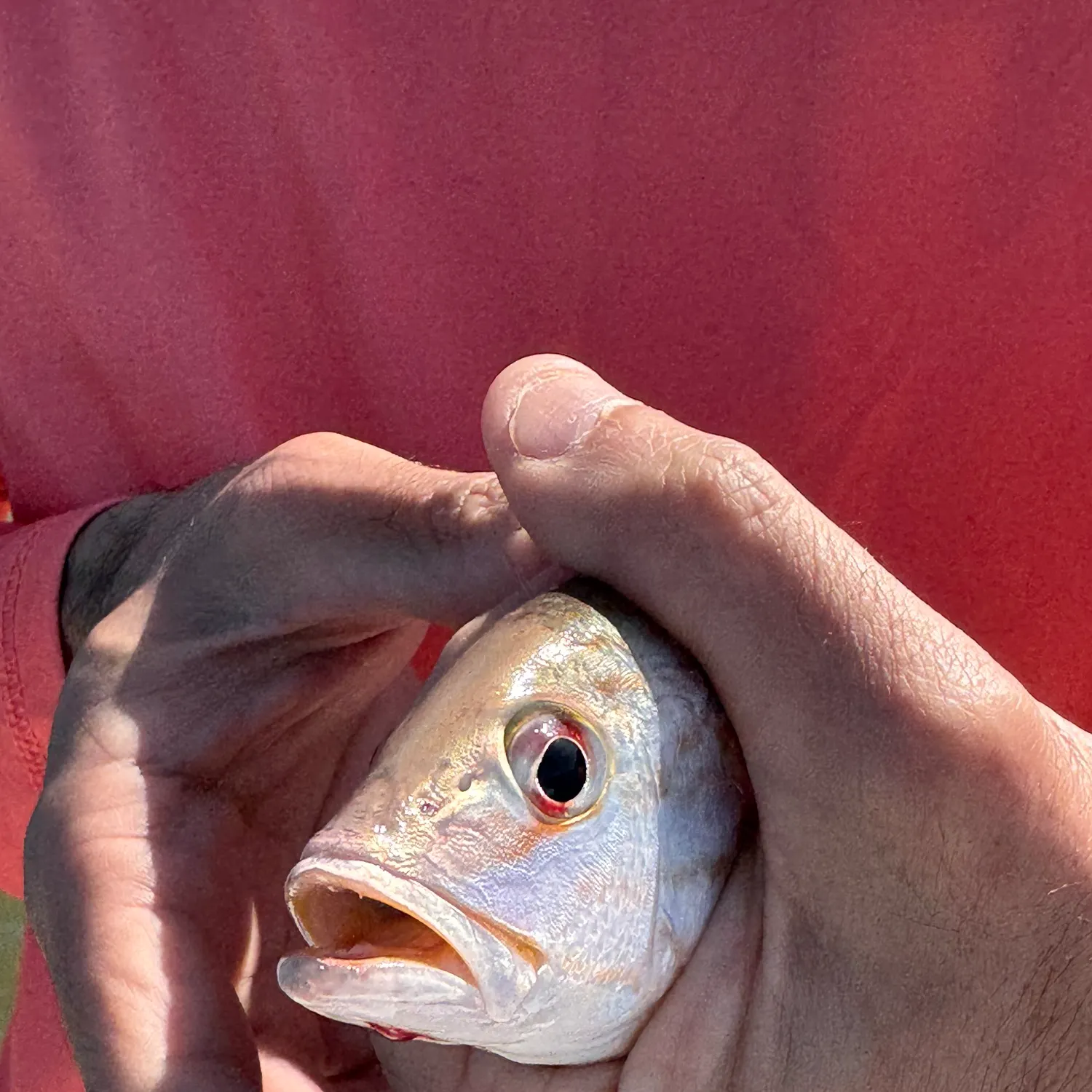 The most recent Lane snapper catches on Fishbrain