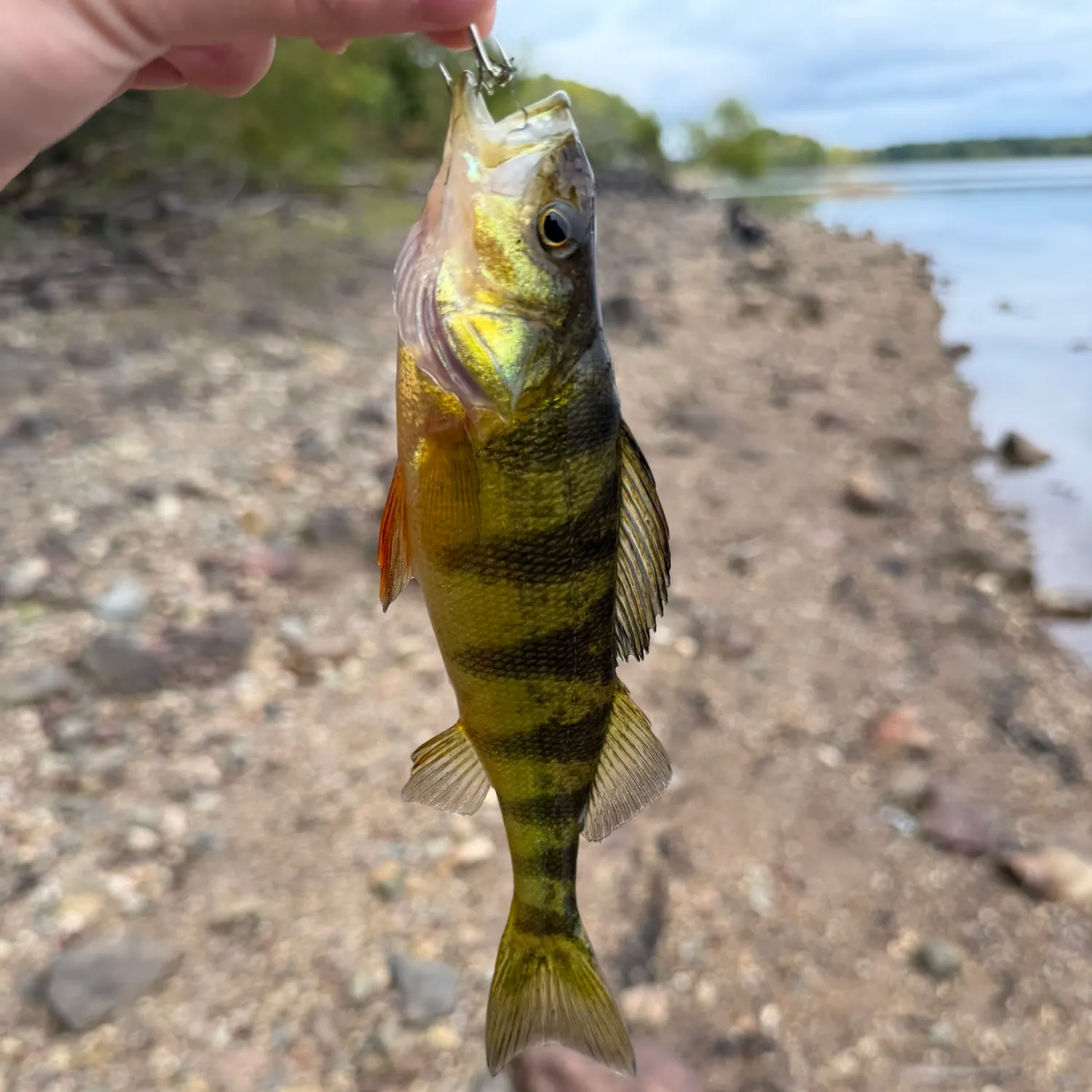 Yellow perch caught on Fishbrain