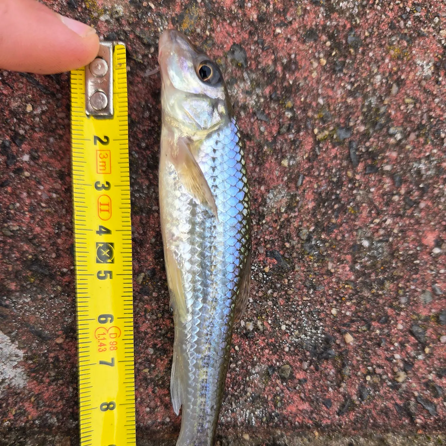 Common roach caught on Fishbrain