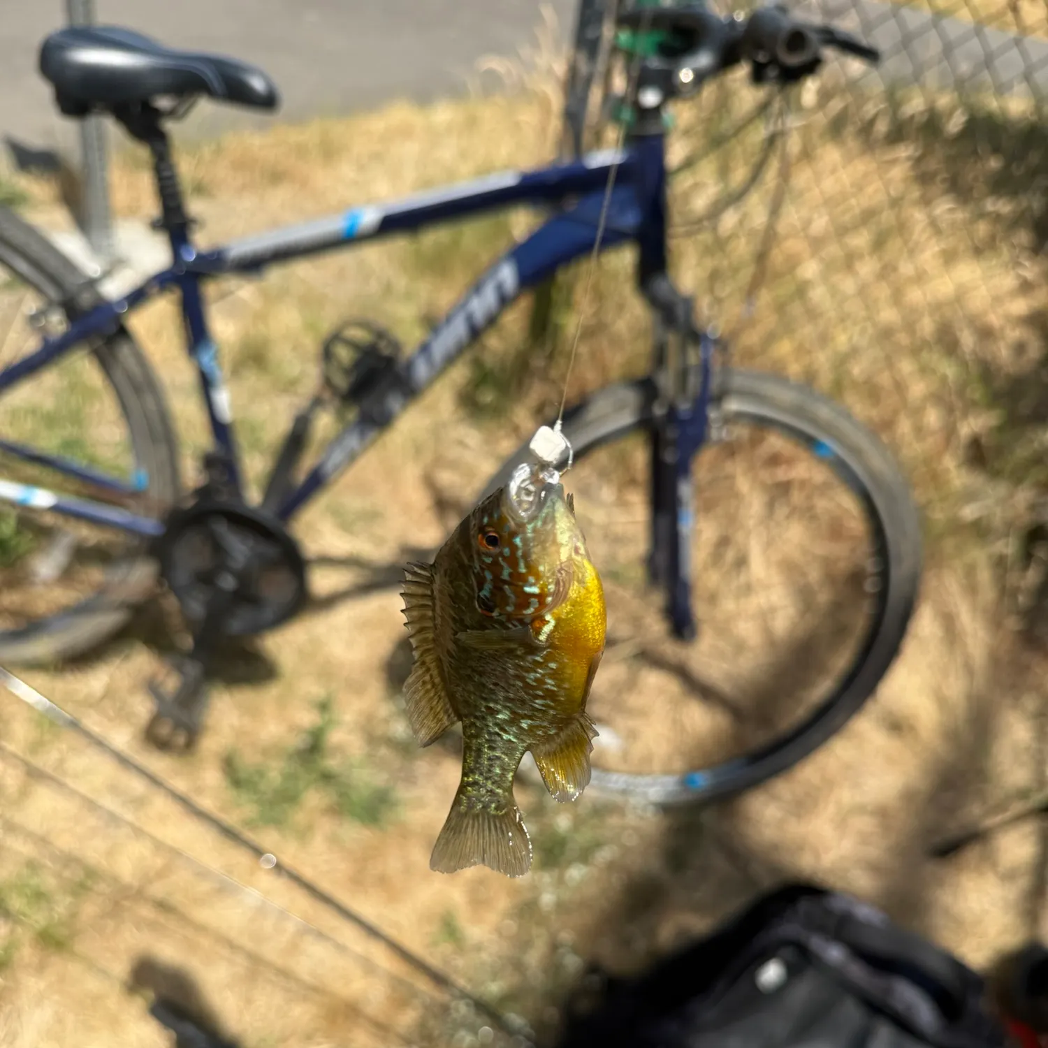 Pumpkinseed caught on Fishbrain